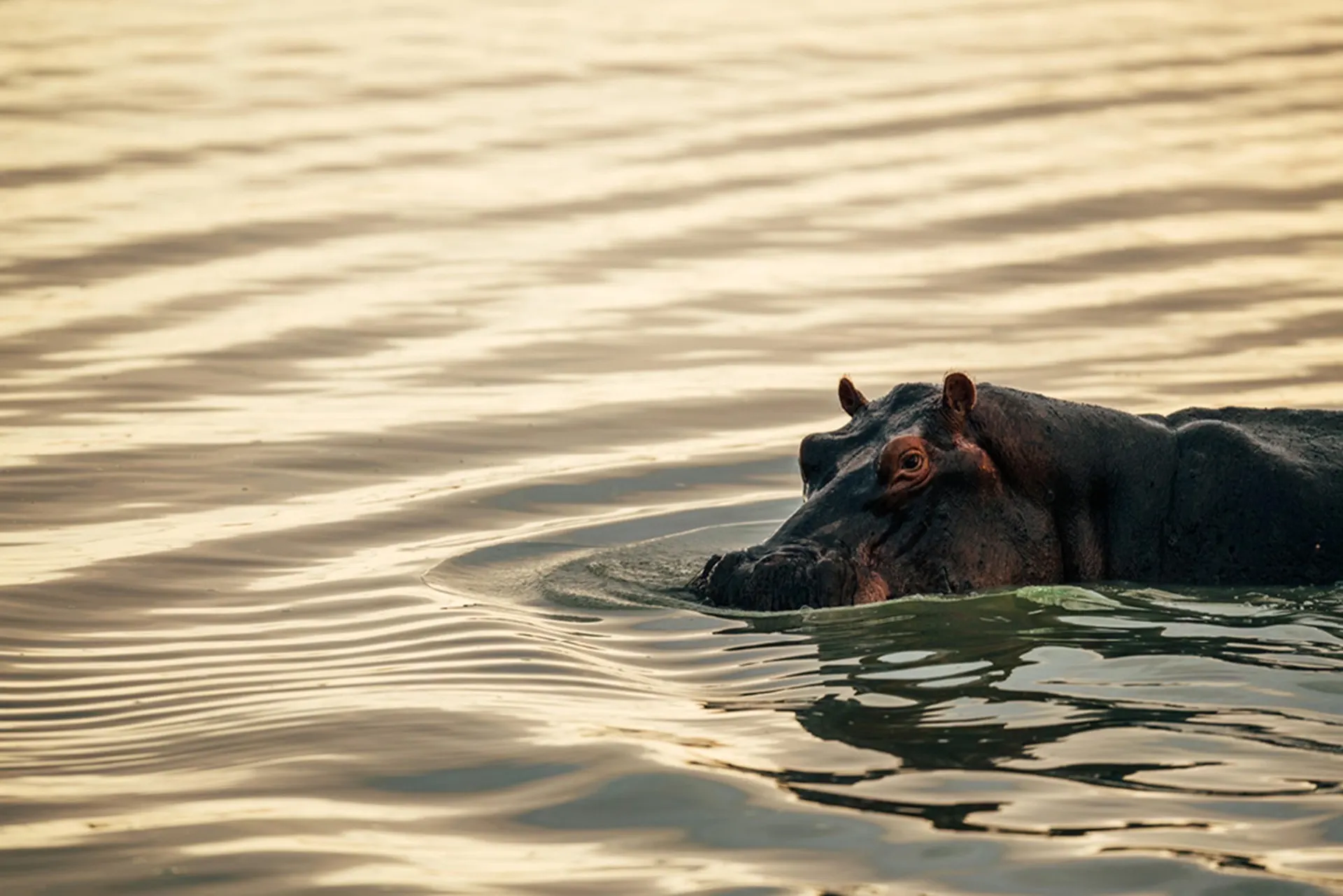 Kazinga Channel & Ishasha Tree-Climbing Lions