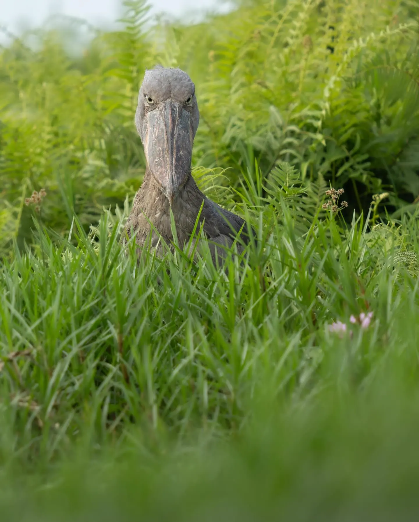 Batwa Cultural Trail & Albertine Rift Birding