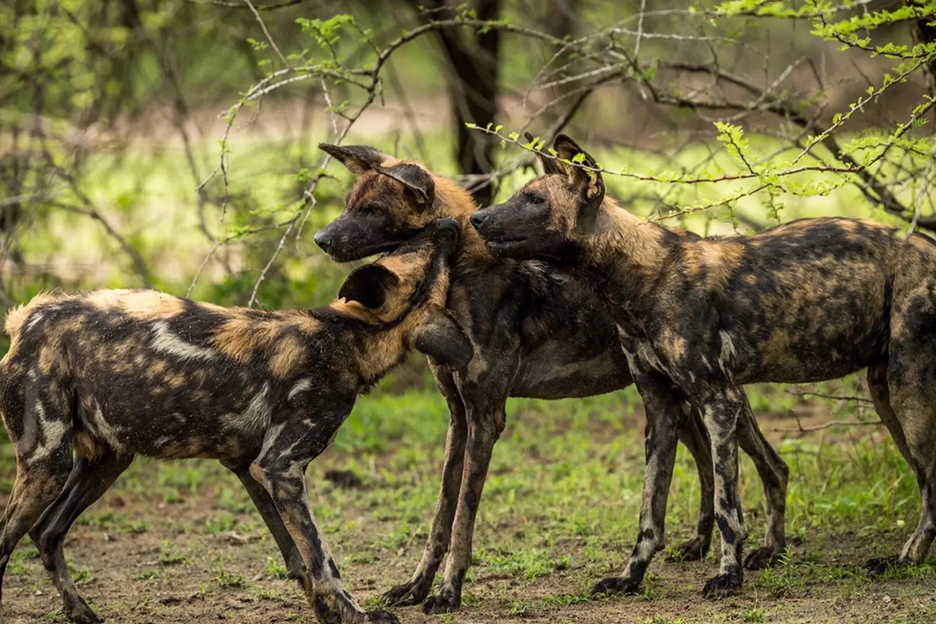 Wild Dog Tracking with the Research Team