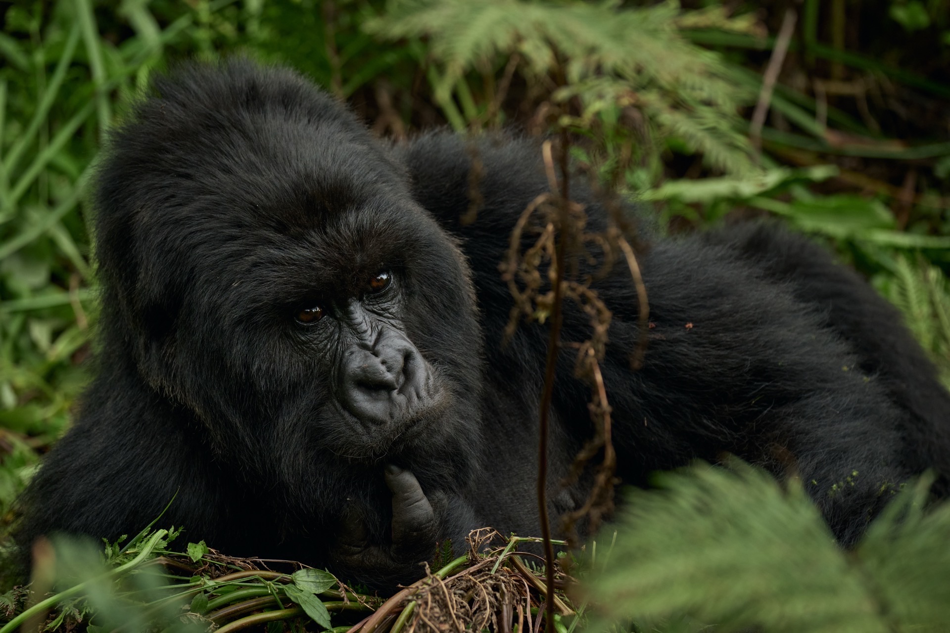 2 Days from Rwanda to the Mountain Gorillas