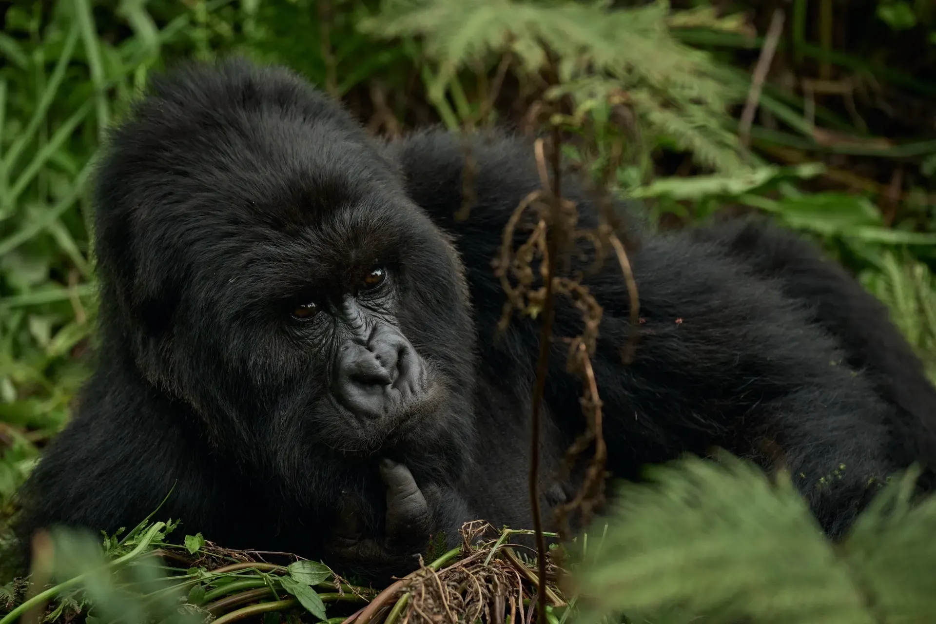 2 Days from Rwanda
to the Mountain Gorillas