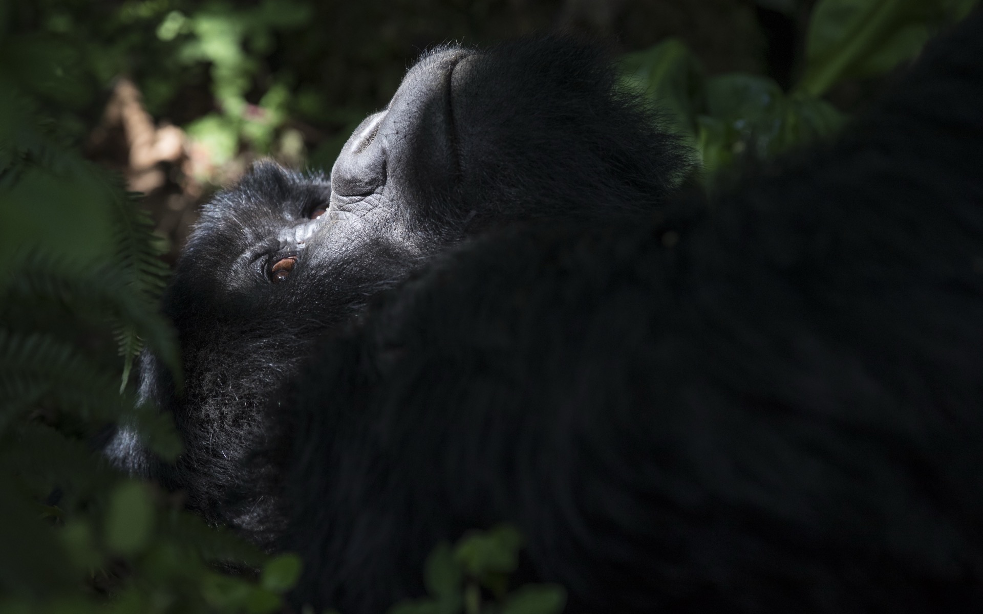 4-Day Luxury Uganda Gorilla Trekking (Fly-In)
