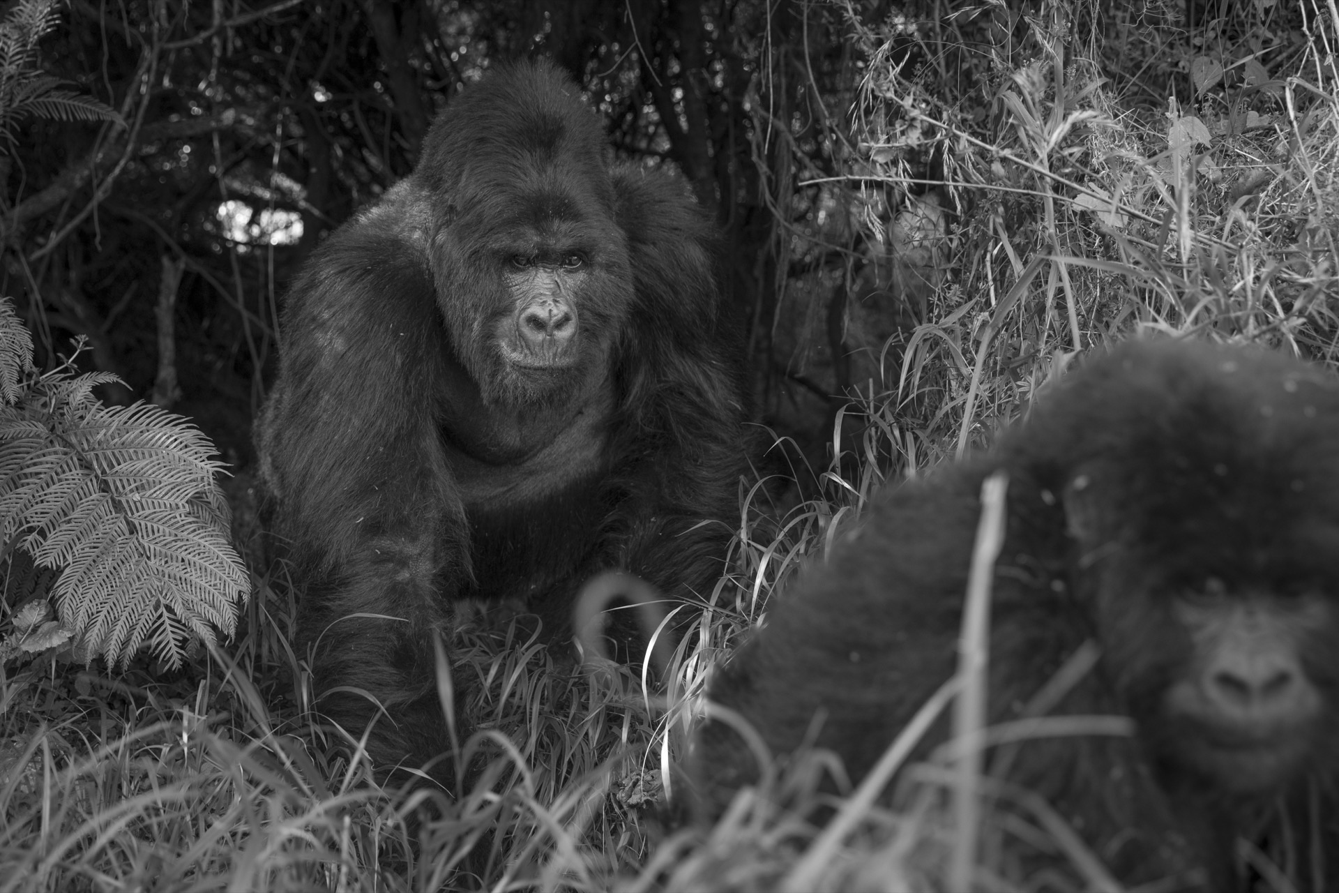 3-Day Gorilla Safari — Kigali to Uganda