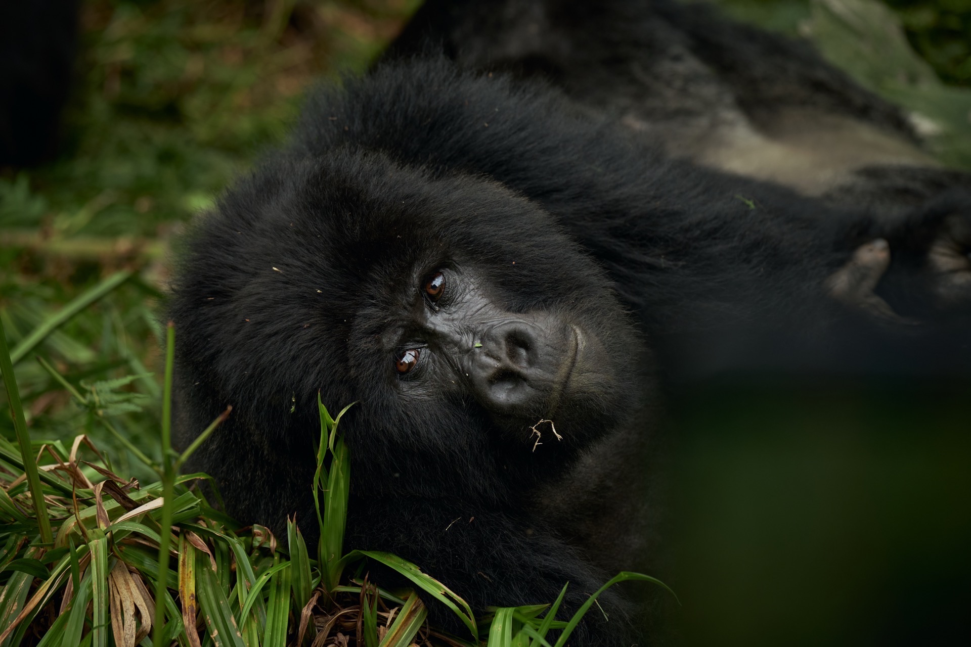 Rushaga Gorilla Lodge