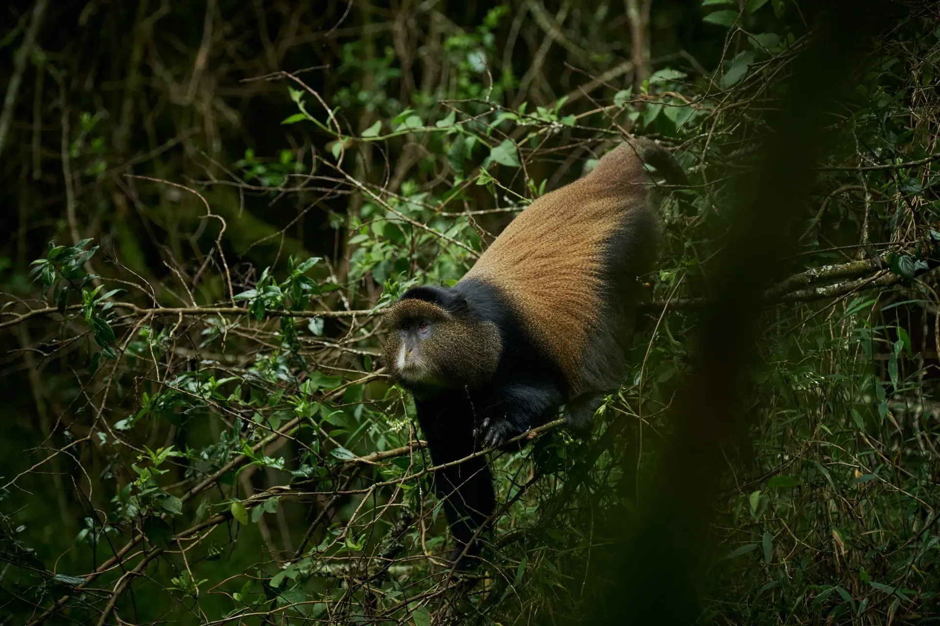Mgahinga Gorilla National Park