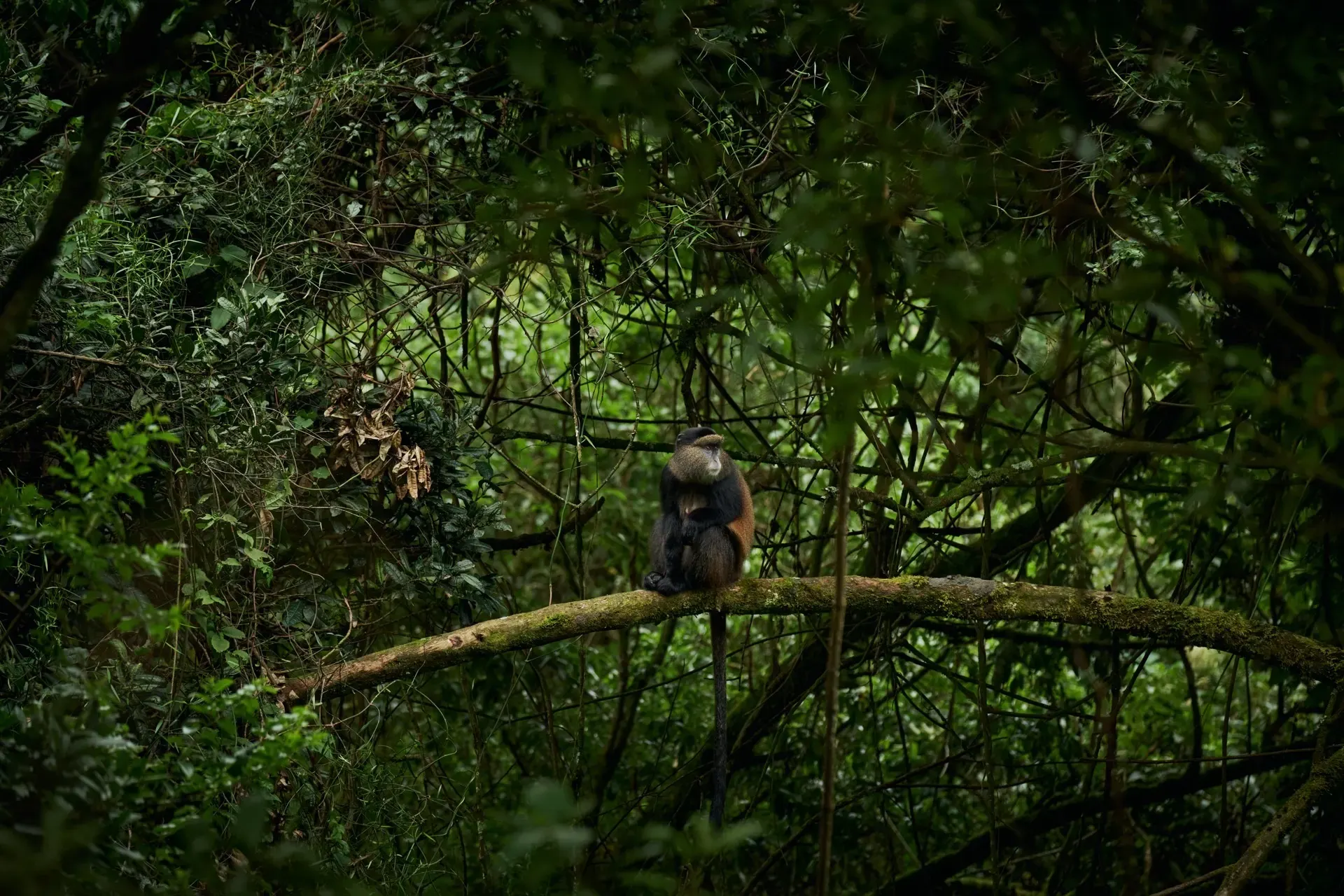 Kibale National Park