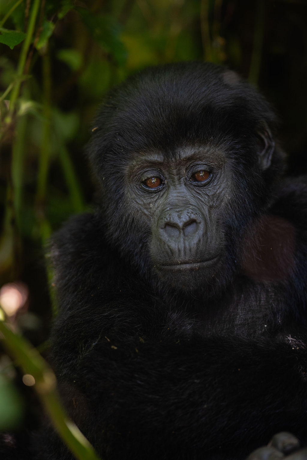 The 3-Day Rwanda Gorilla Express
