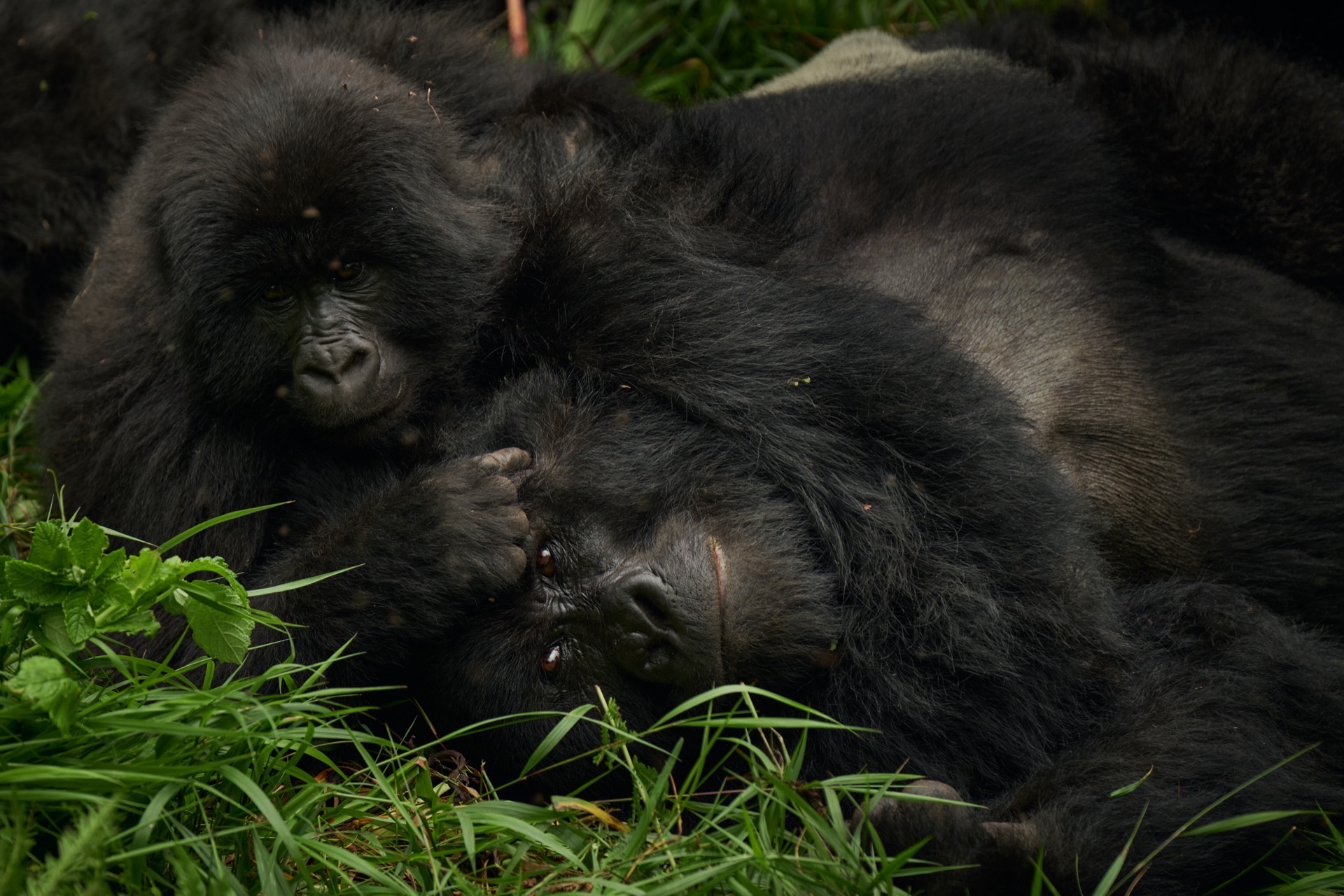 Mountain gorilla portrait