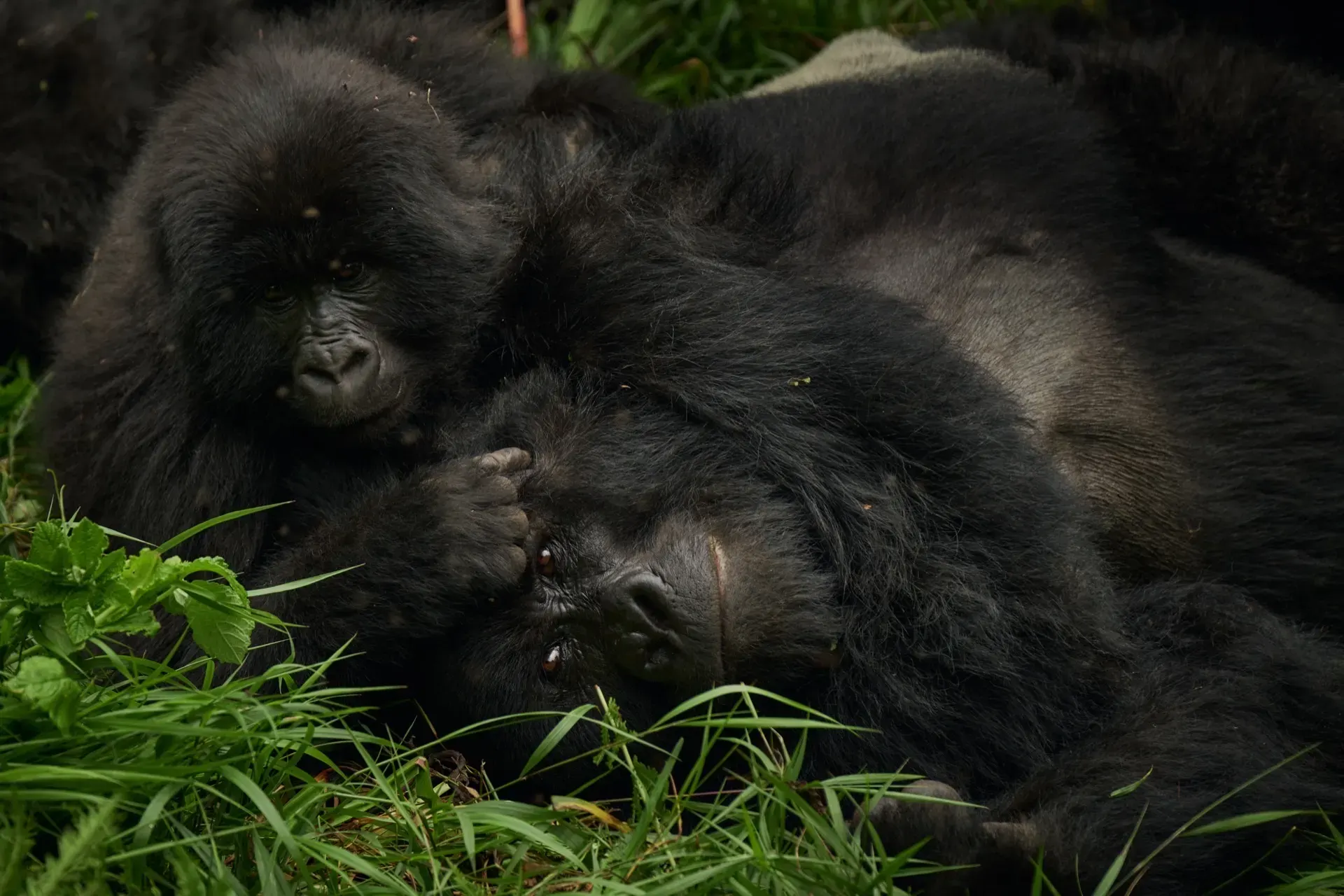 Mountain Gorilla Trek
