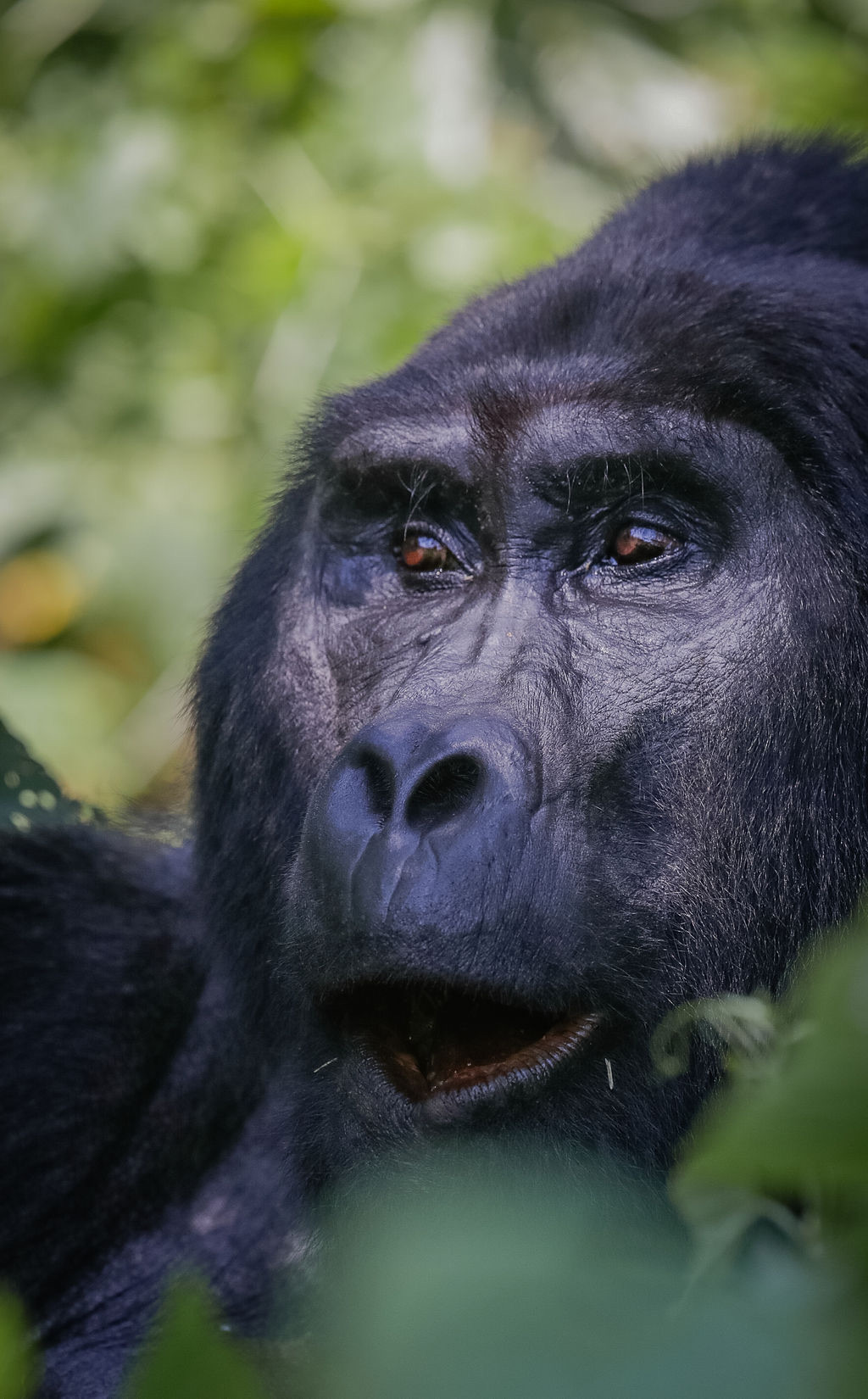 Mountain gorilla in Bwindi Impenetrable Forest