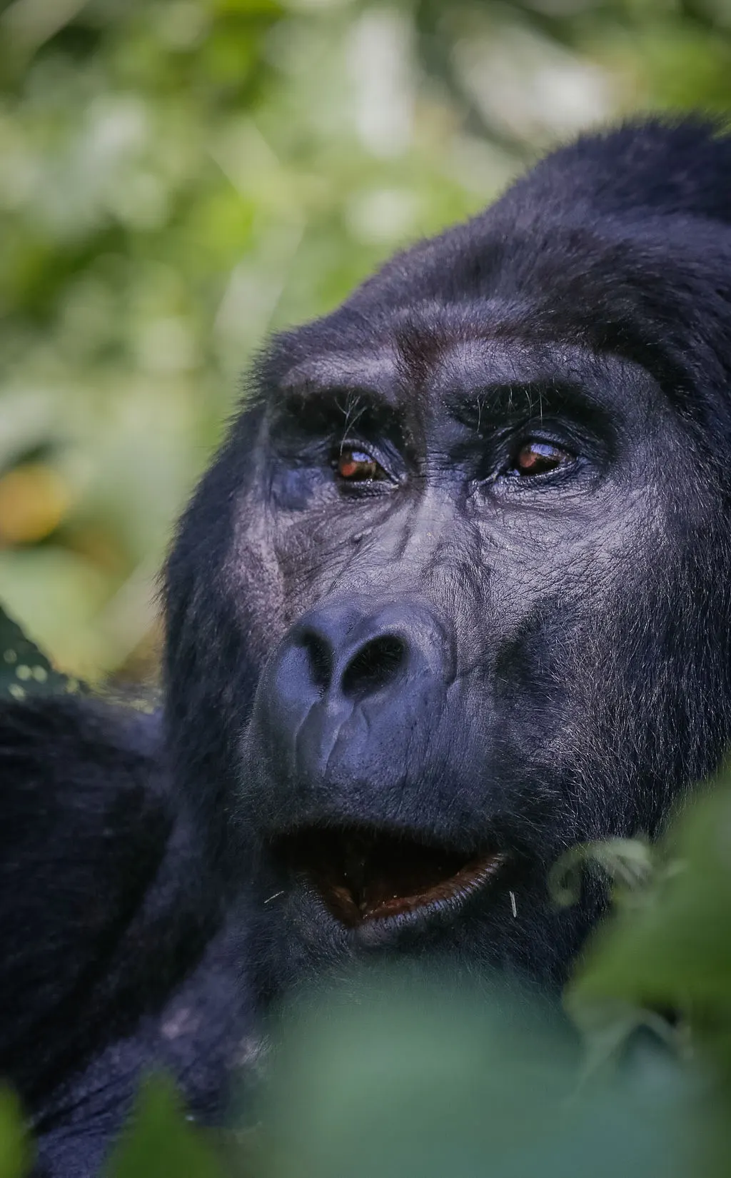 Bwindi Impenetrable National Park