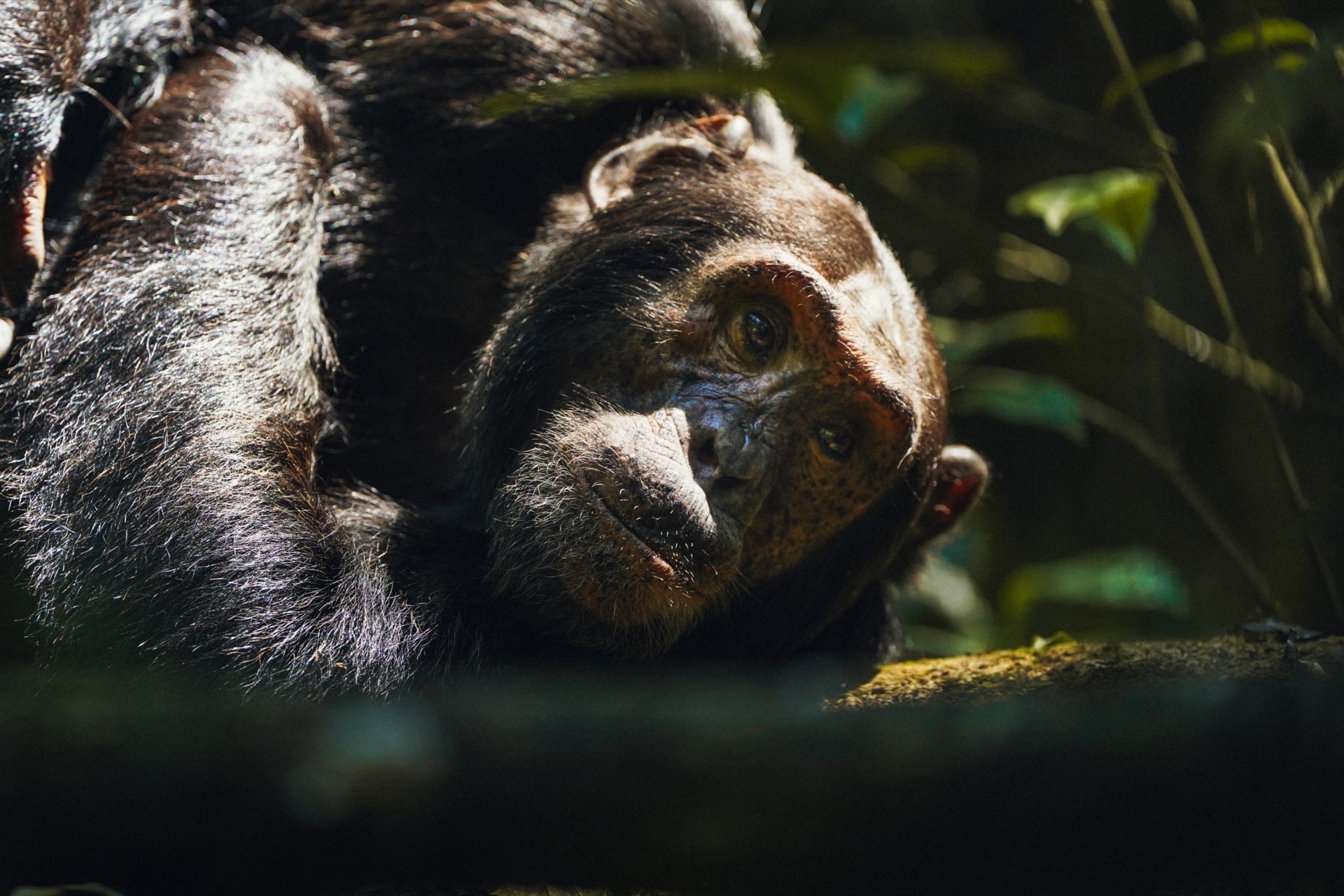5 Days from Kigali Among Uganda's Great Apes