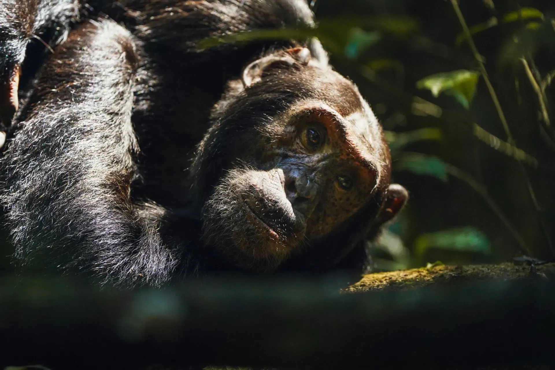 5 Days from Kigali
Among Uganda's Great Apes