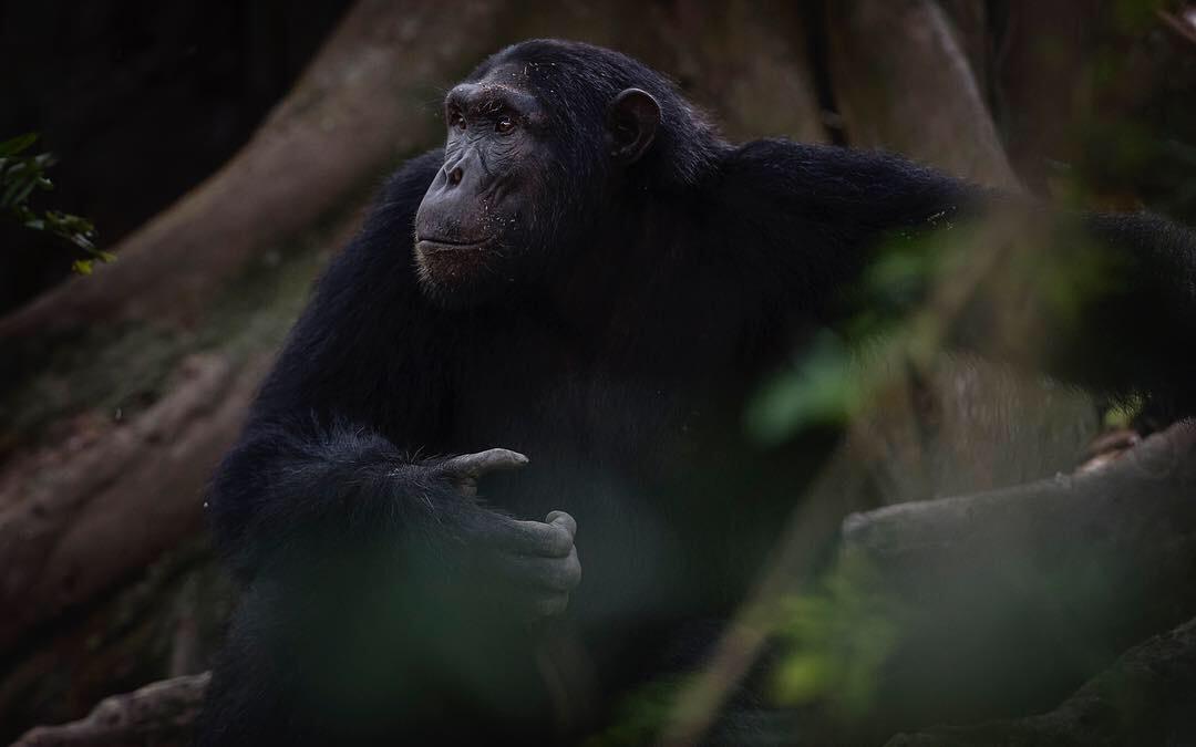 8-Day Western Circuit Primate & Wildlife