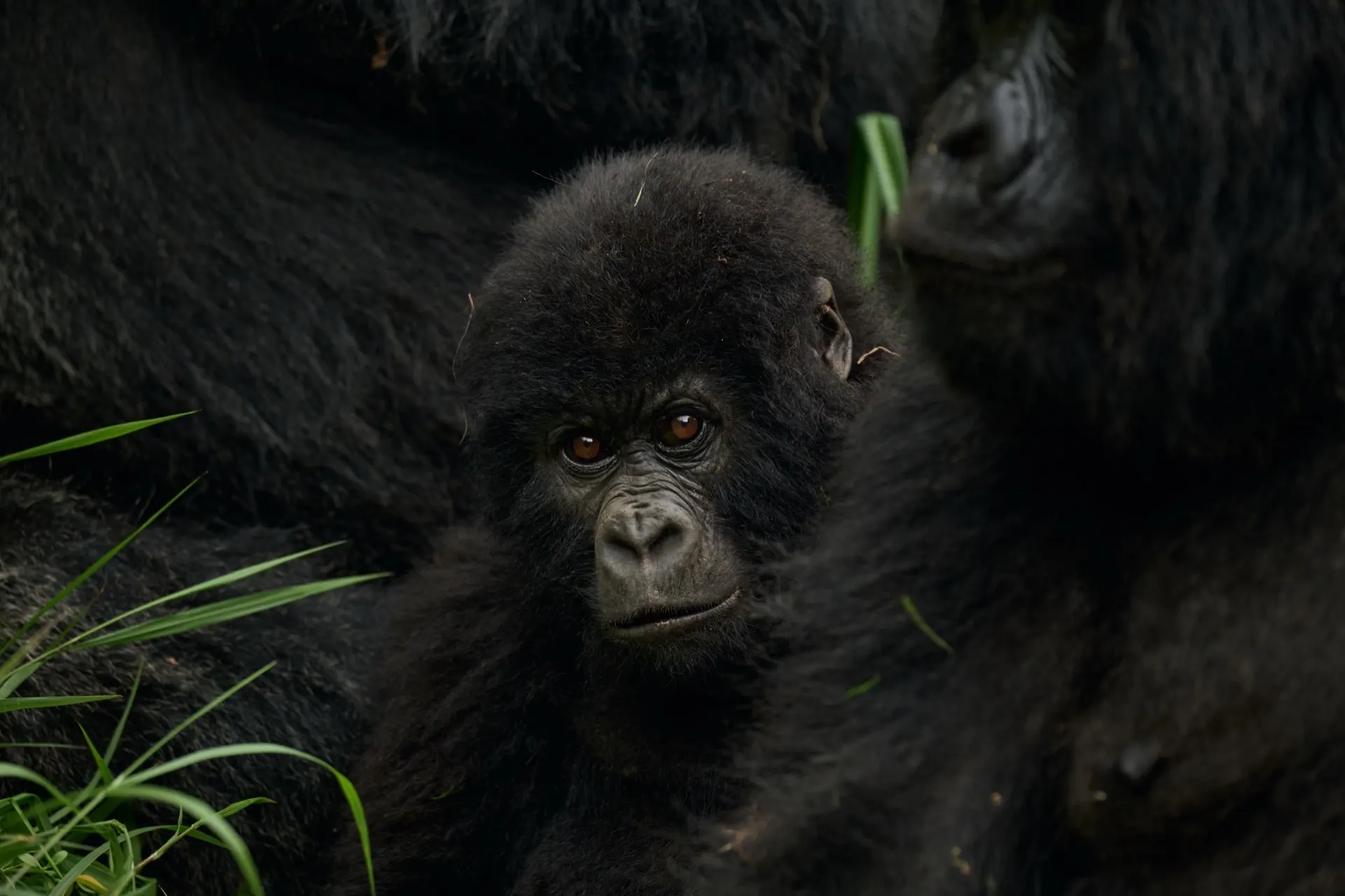 Mgahinga to Bwindi — Mountain Gorilla Trek