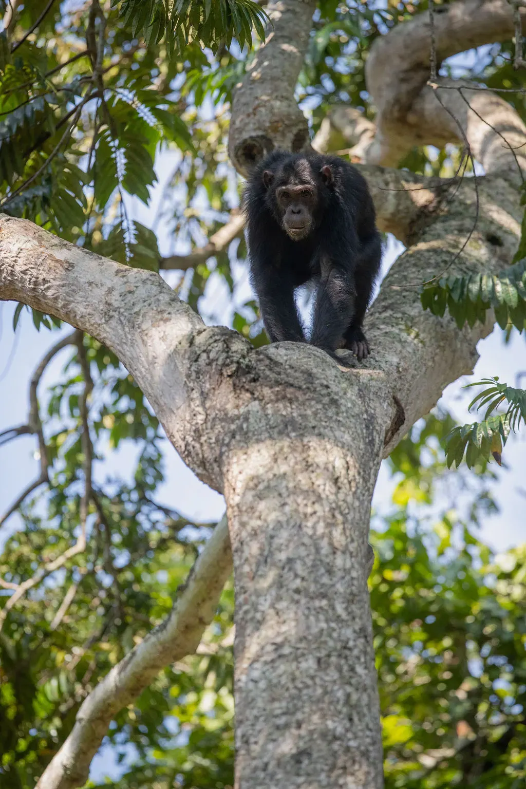 Chimpanzee Tracking & Queen Elizabeth NP