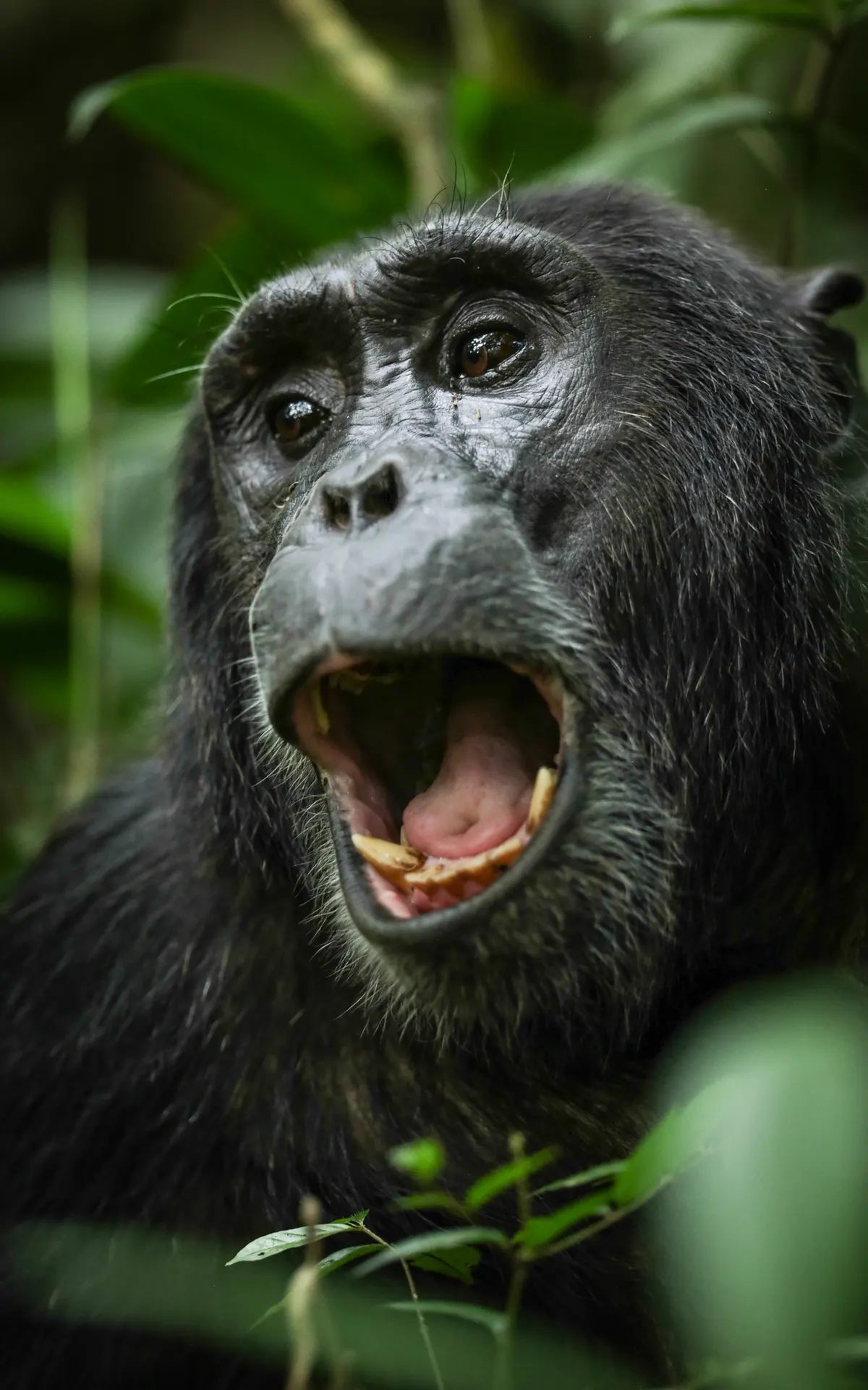 Chimpanzee Trekking at Kyambura Gorge