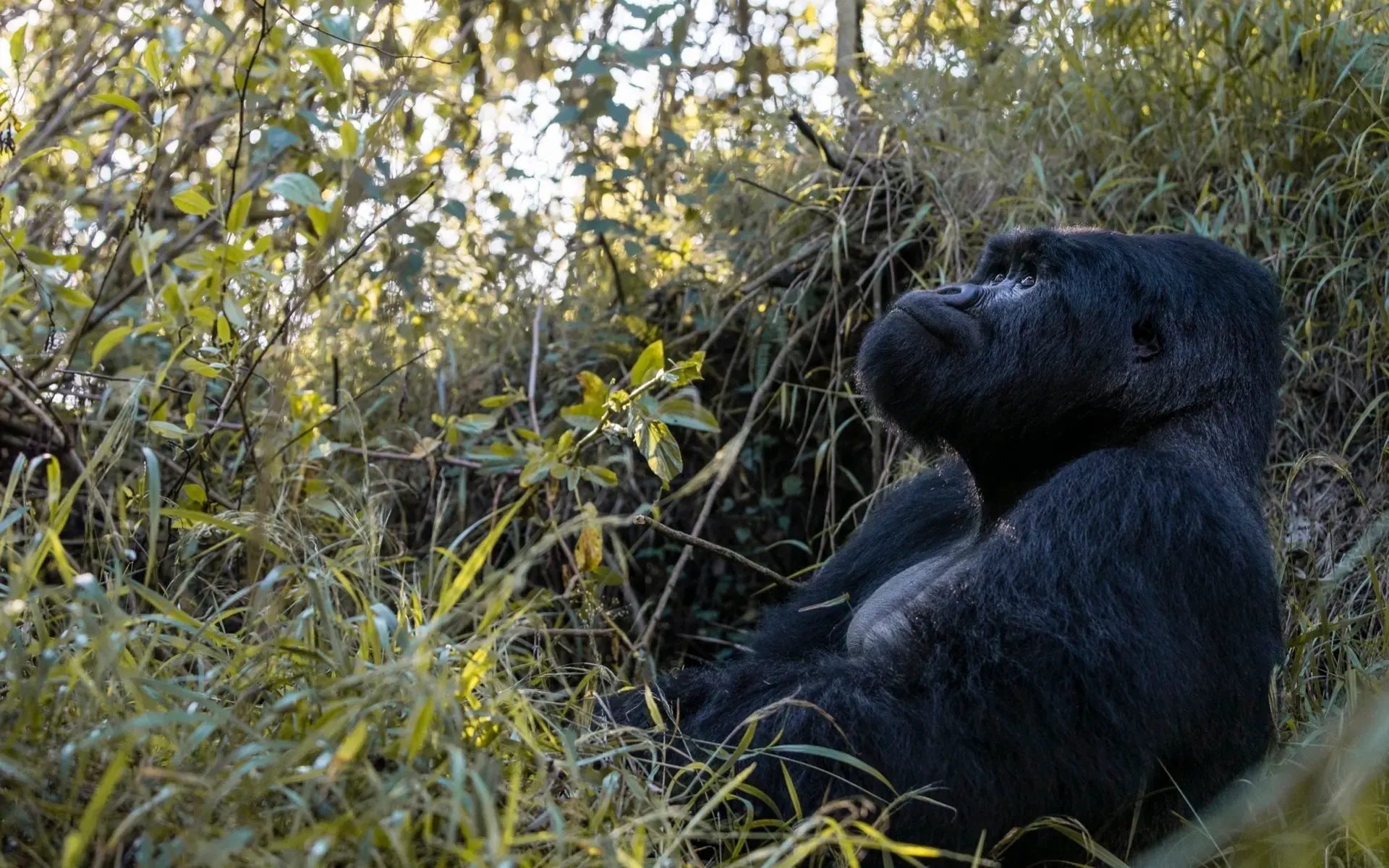 Bwindi Impenetrable Forest: Complete Visitor Guide 2026