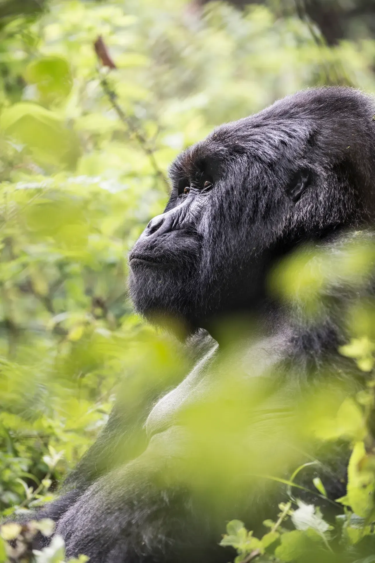 Scenic Drive to Bwindi & Forest Immersion
