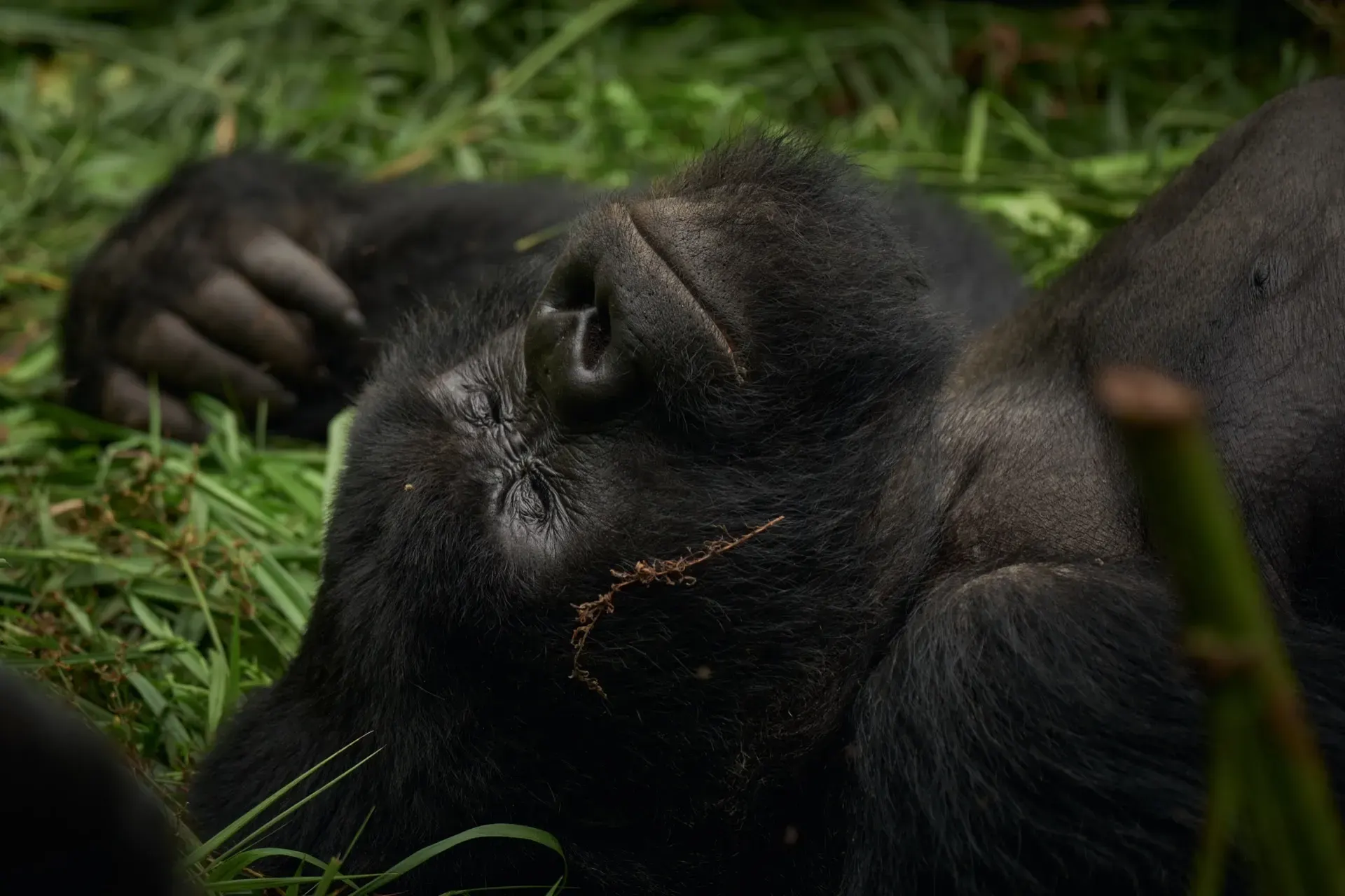 Ishasha to Bwindi Impenetrable Forest