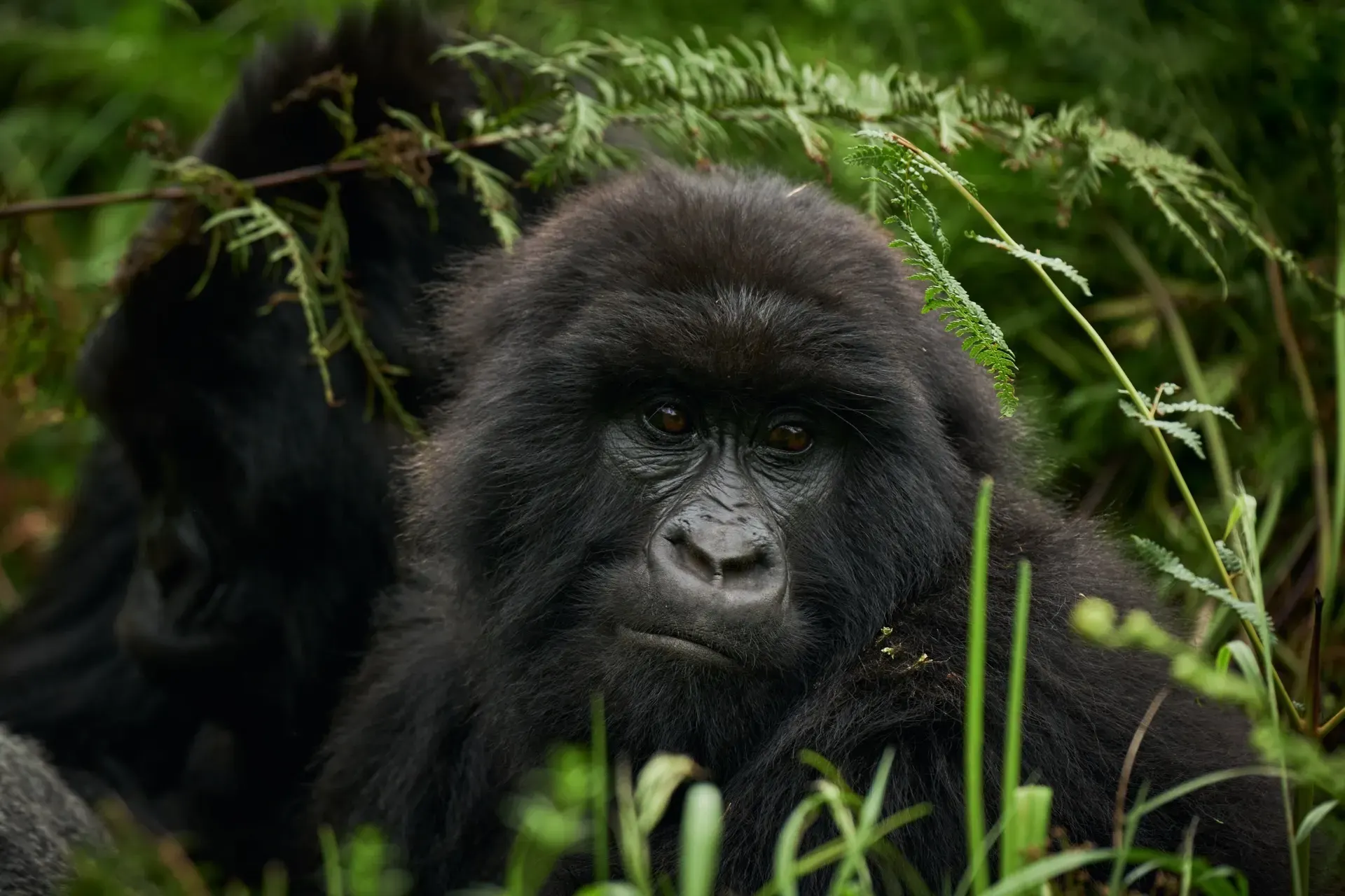 Leisure, Batwa Walk & Optional Activities