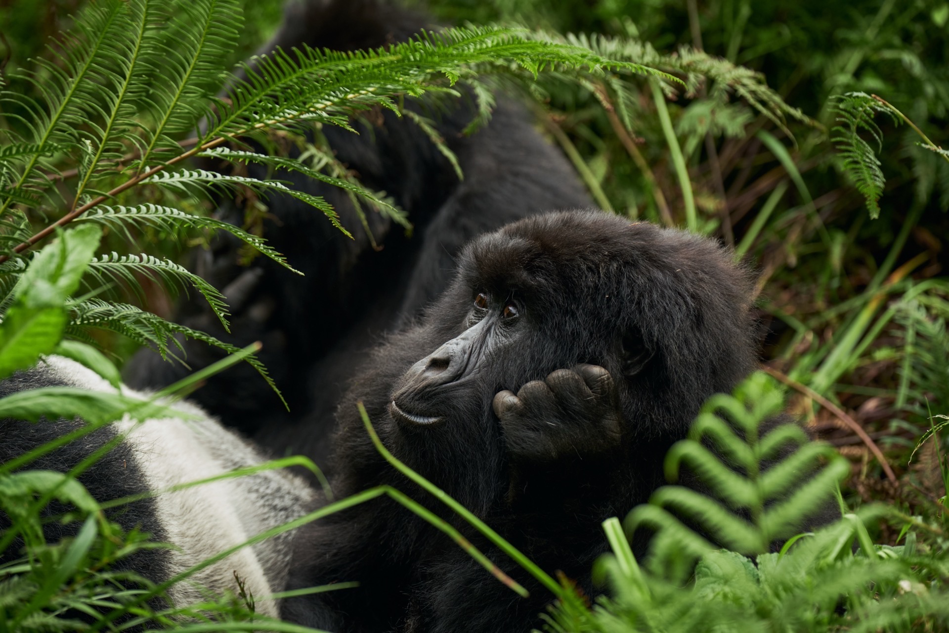 Mountain gorilla family in the forest near Mgahinga