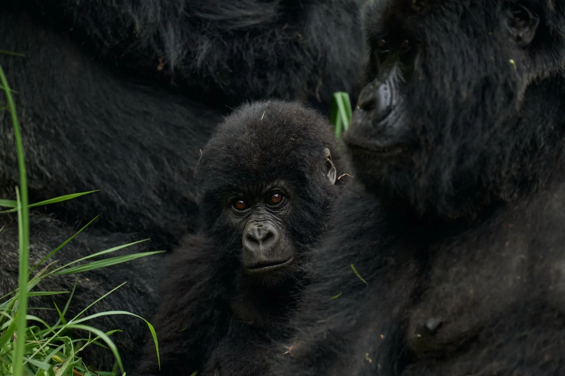 Mgahinga Gorilla Park