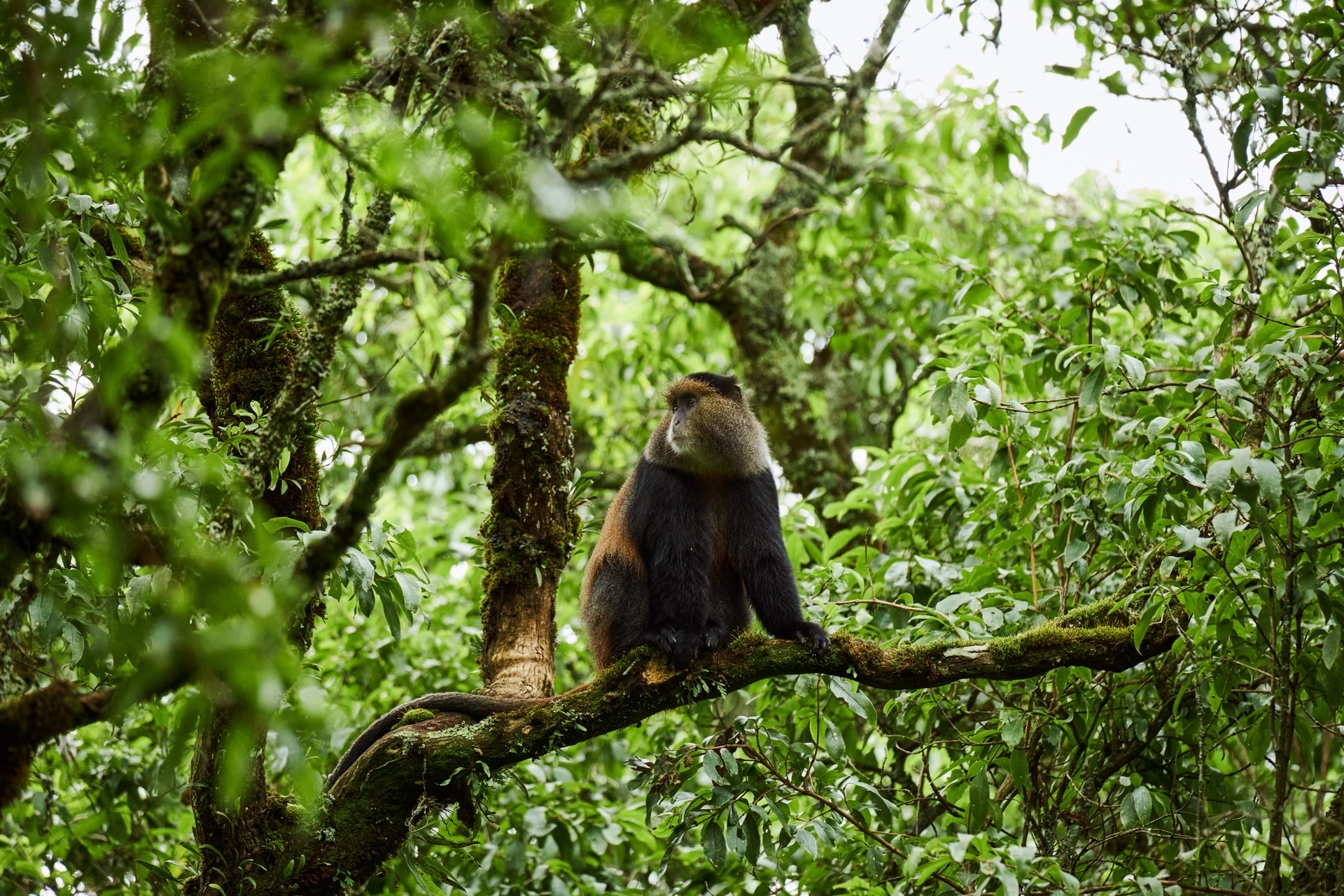 4-Day Rwanda–Uganda Primate Safari