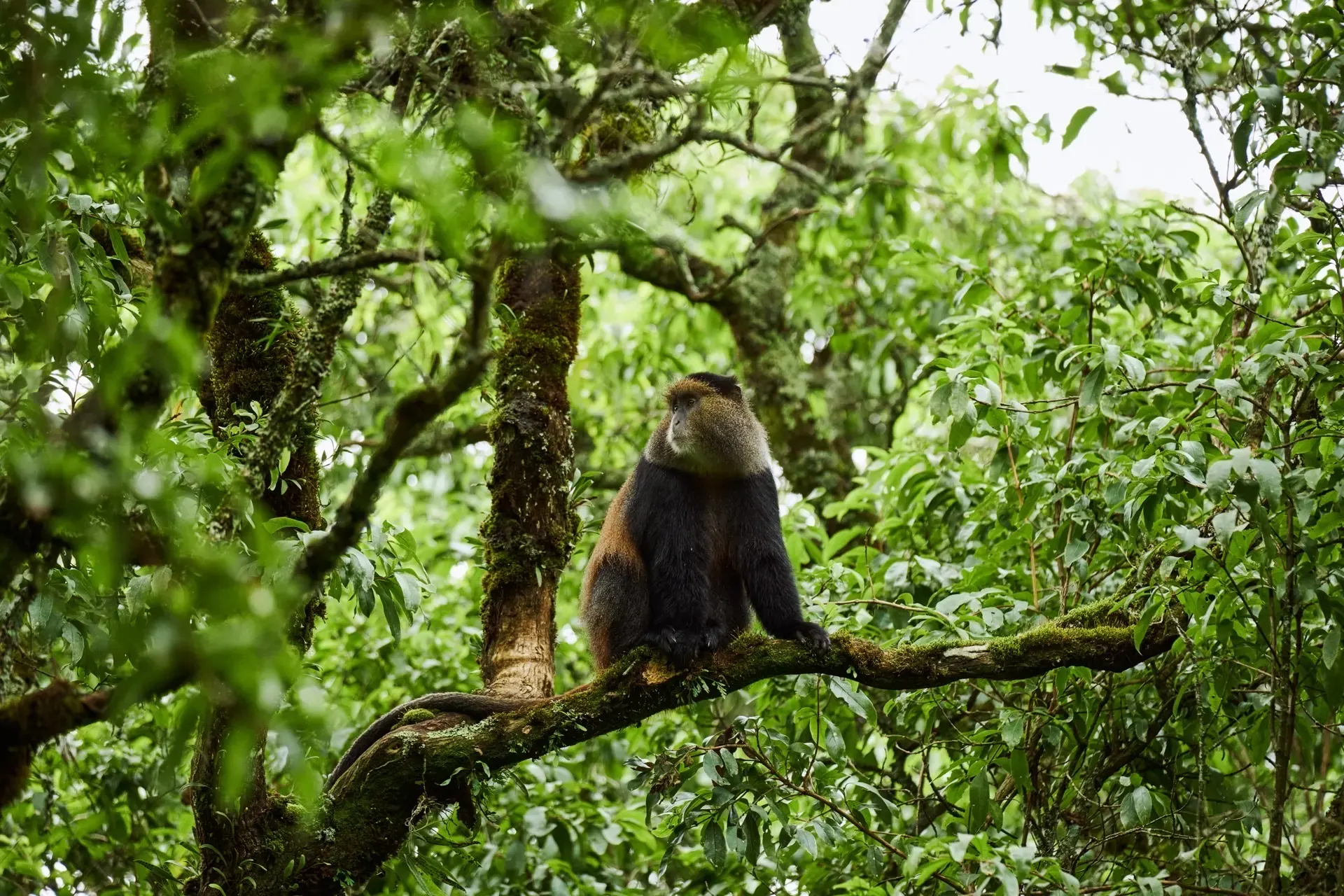 A 4-Day Rwanda–Uganda
Primate Safari
