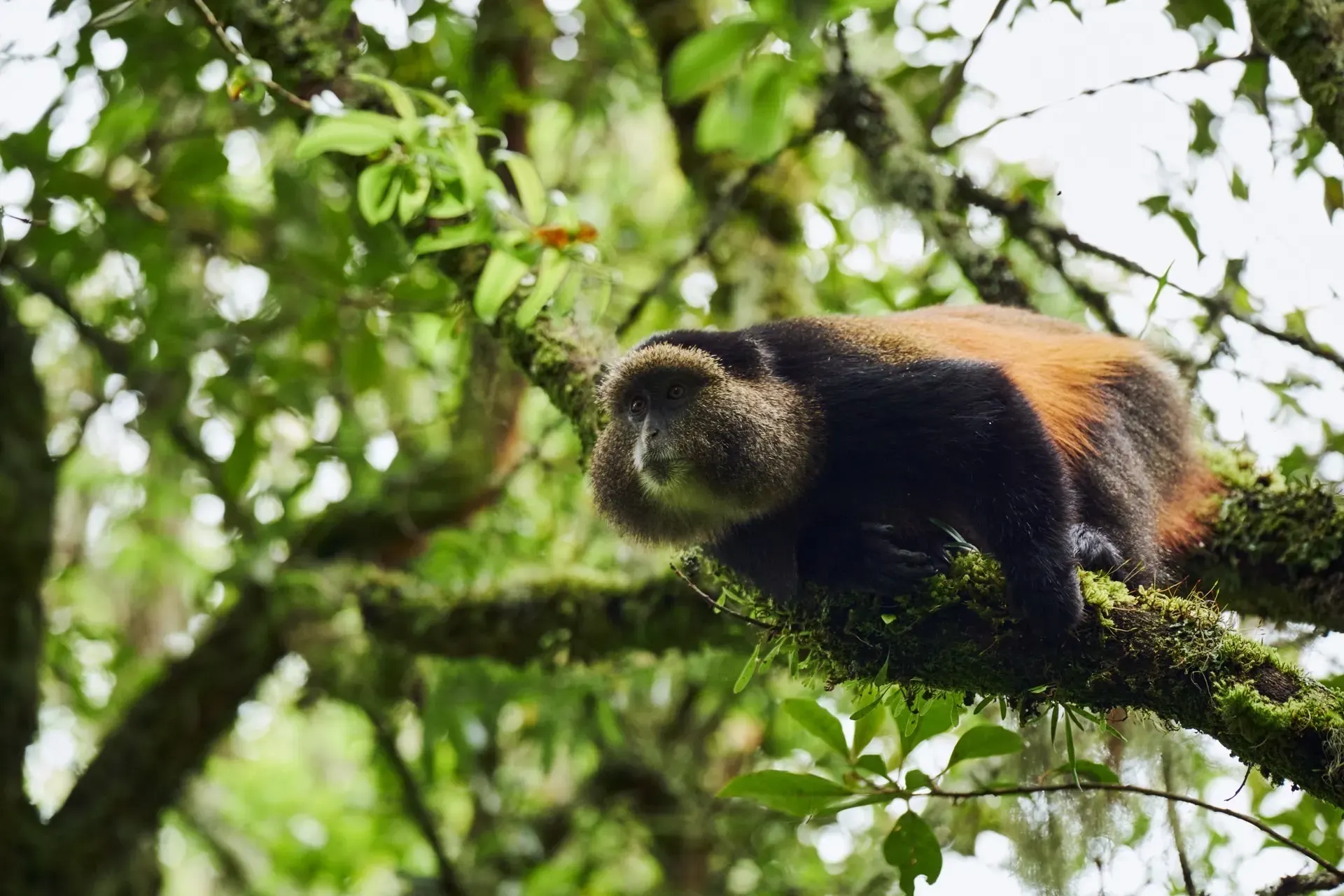 Kigali to Mgahinga — Golden Monkey Trek