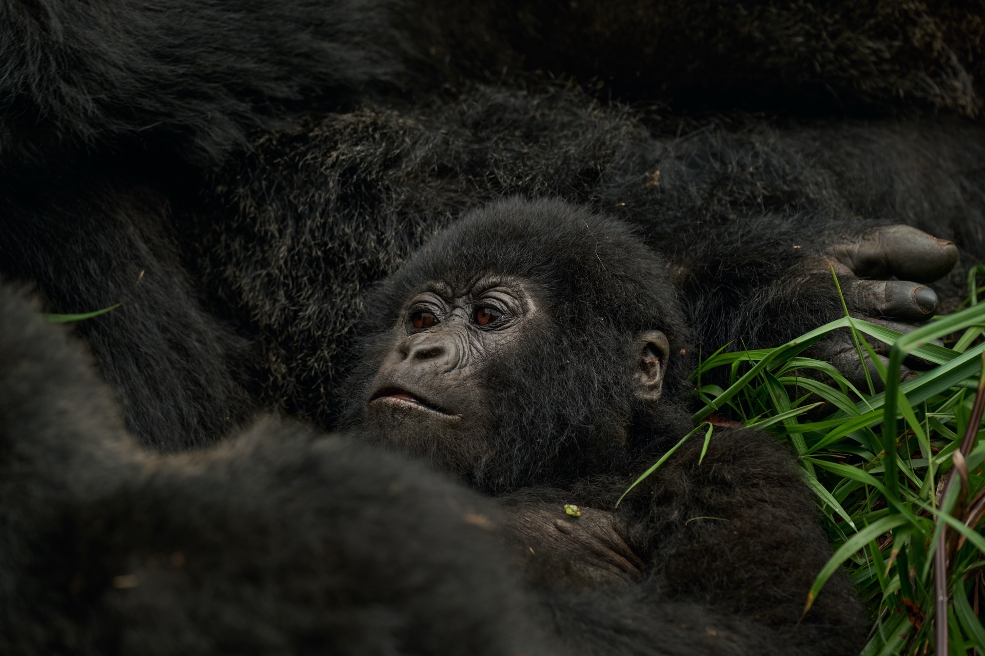 3 Days from Kigali into Gorilla Country