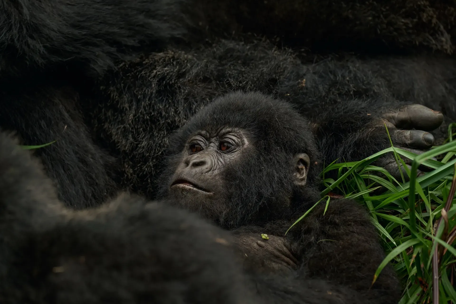 Uganda vs Rwanda Gorilla Trekking: Which is Better in 2026?