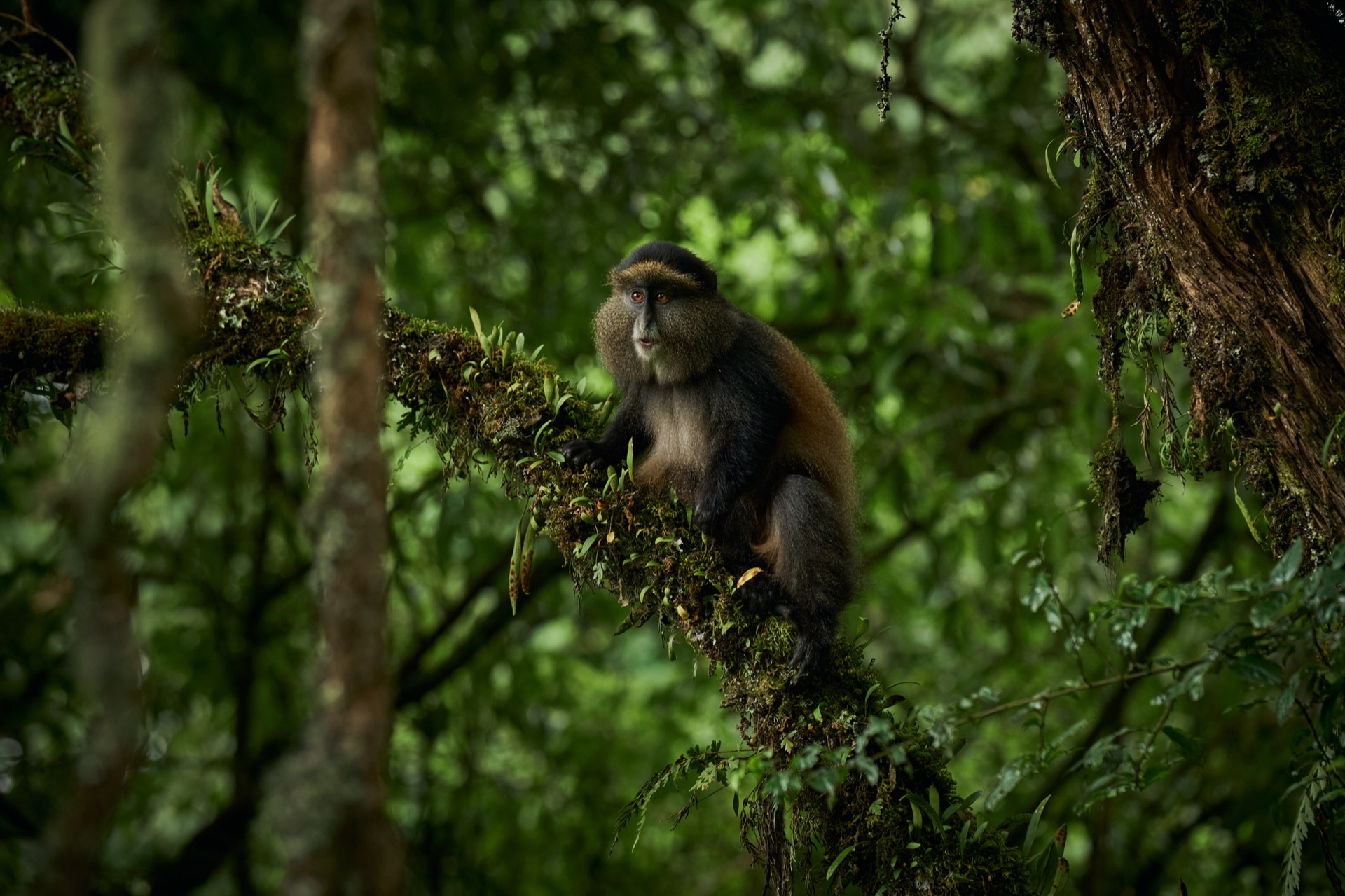 Golden monkey in the Virunga forest near Mgahinga, on the Uganda-Rwanda border