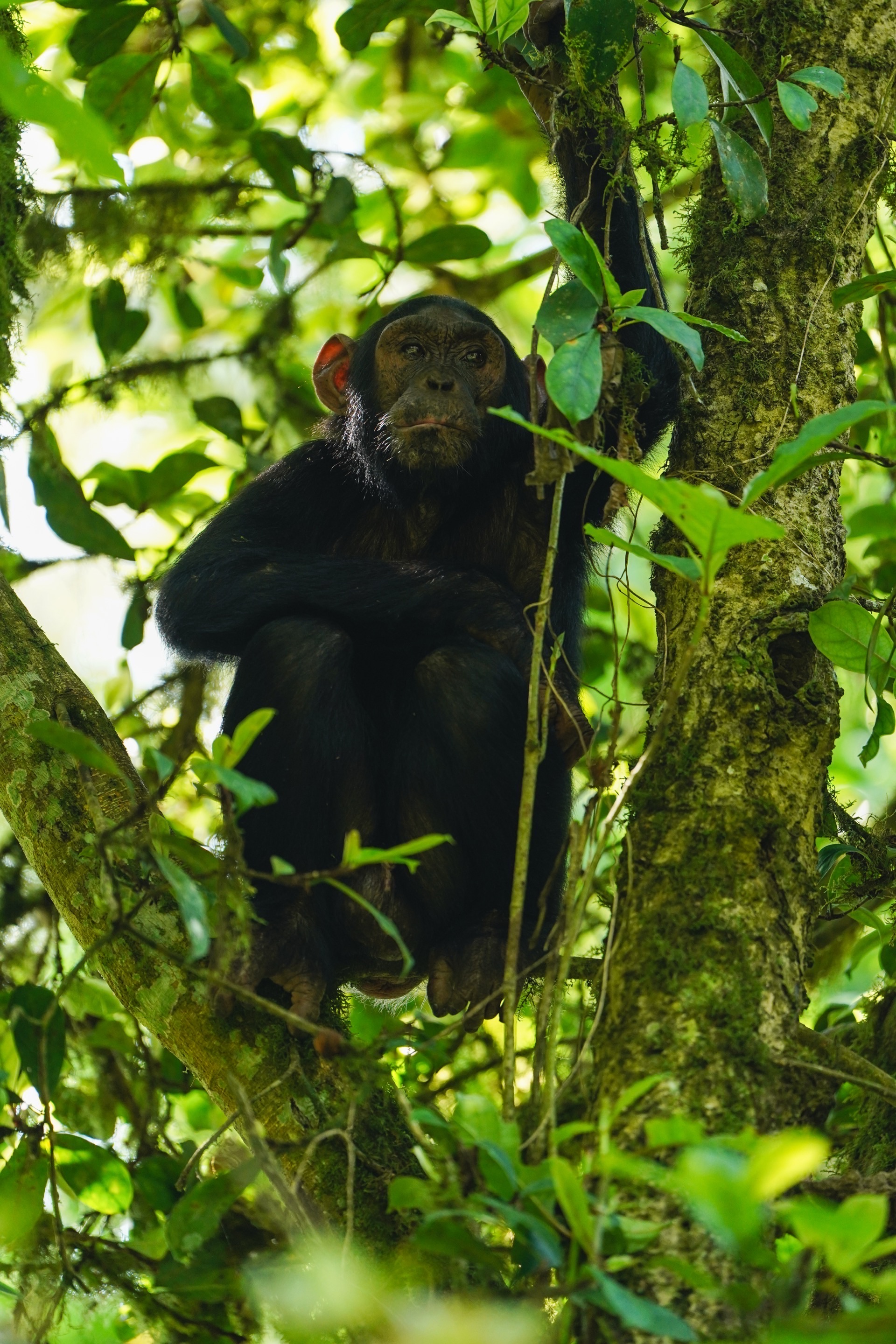 Primate Lodge