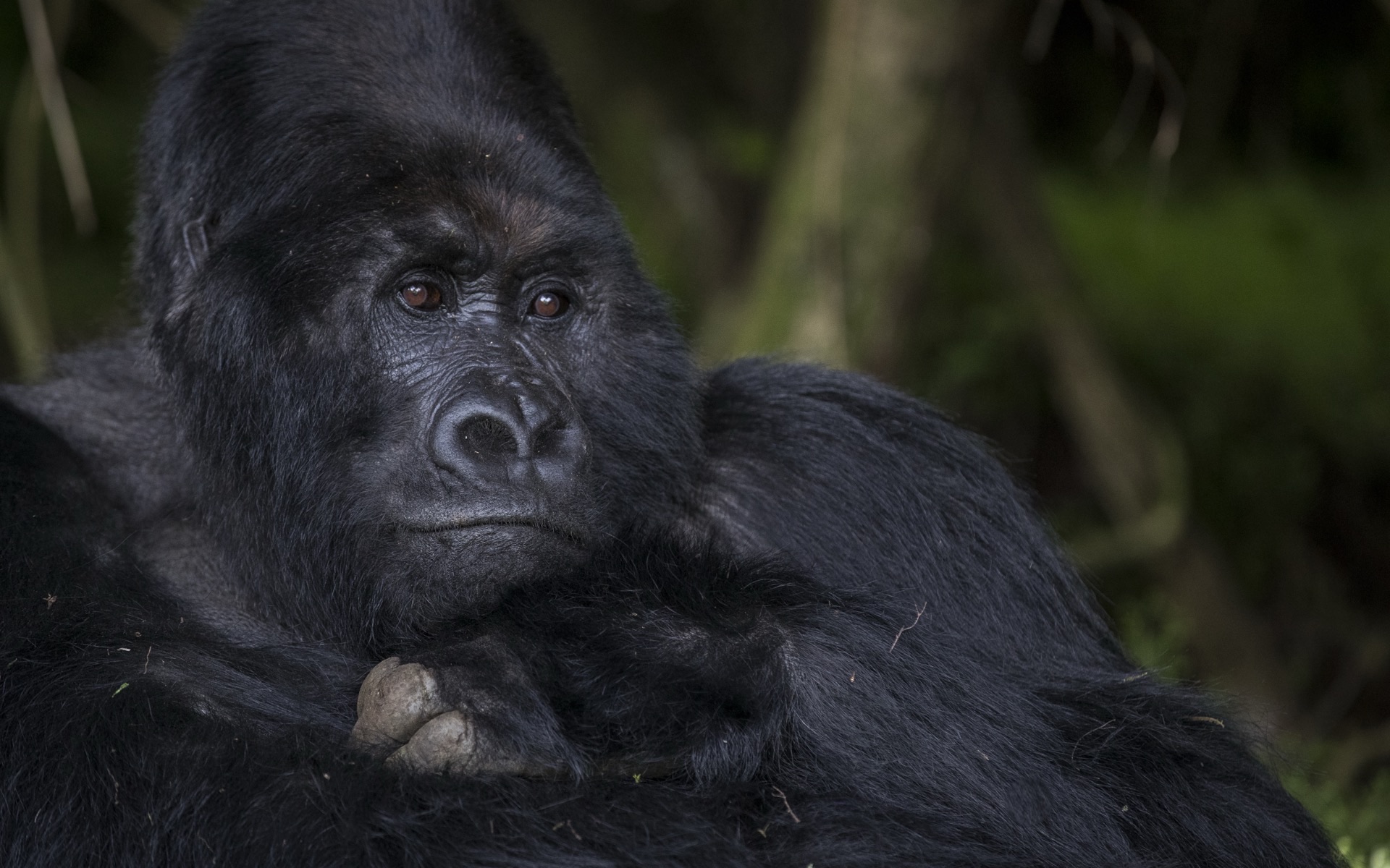 3-Day Classic Uganda Gorilla Safari
