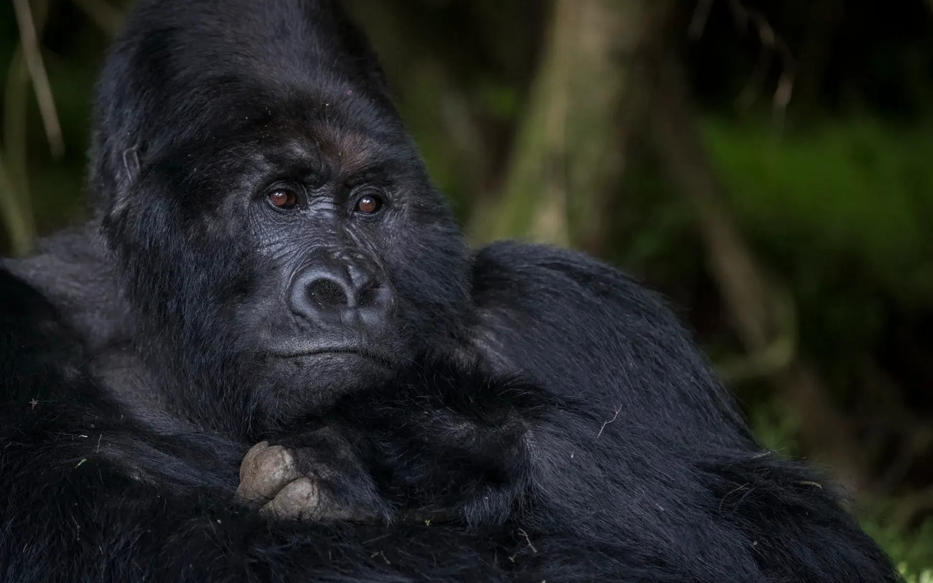 3-Day Classic Uganda
Gorilla Safari