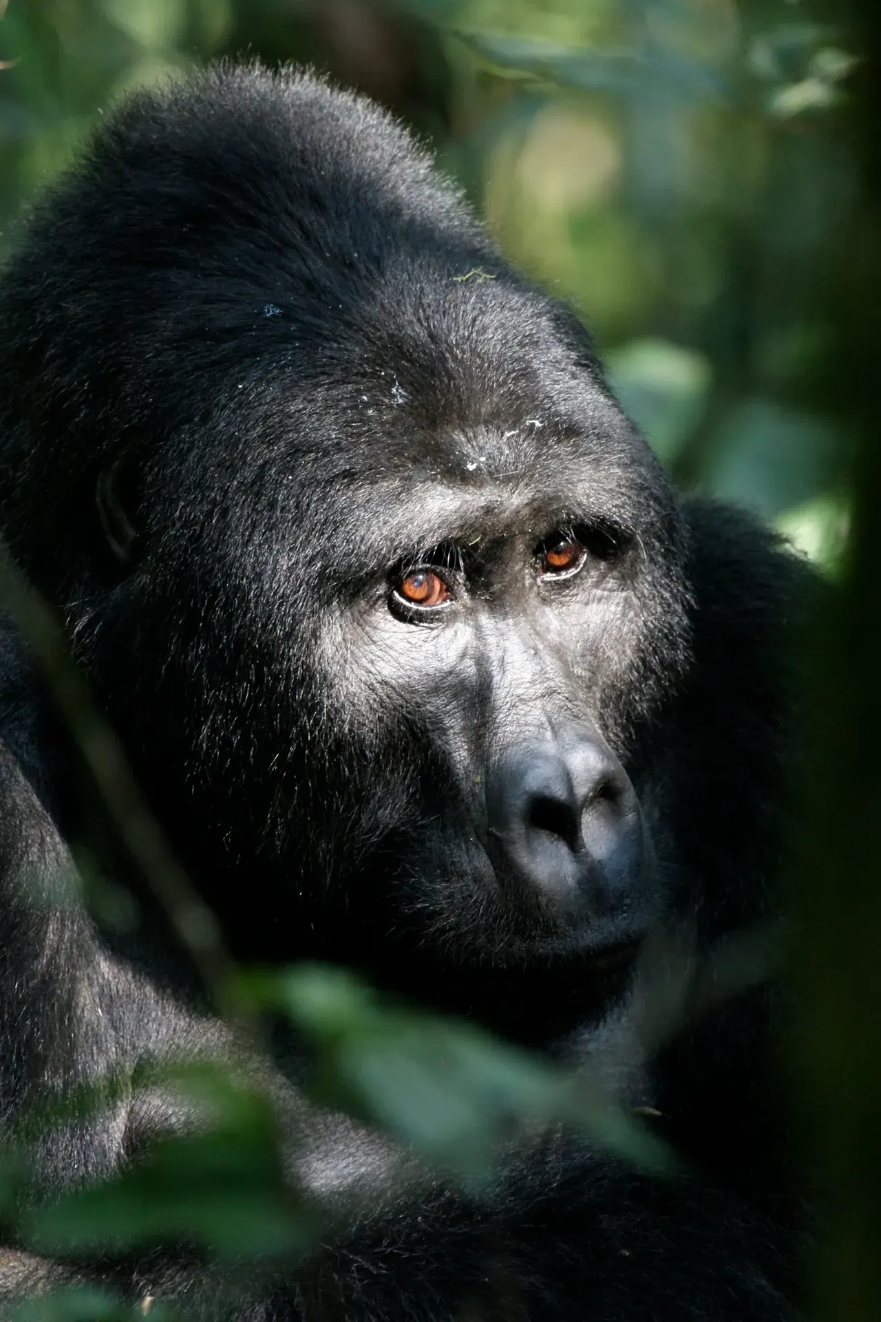 What to Pack for Gorilla Trekking in Uganda: Ultimate Checklist