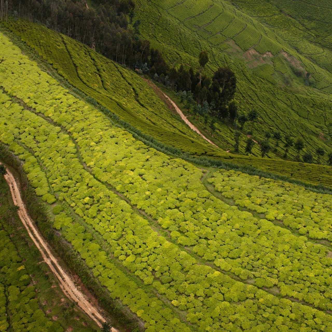 Aerial view of tea plantation terraces near Nyungwe, Rwanda