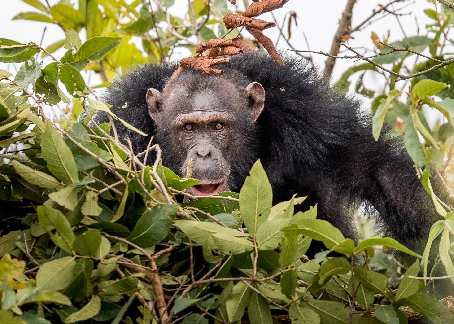 Chimpanzee Wake-Up at First Light