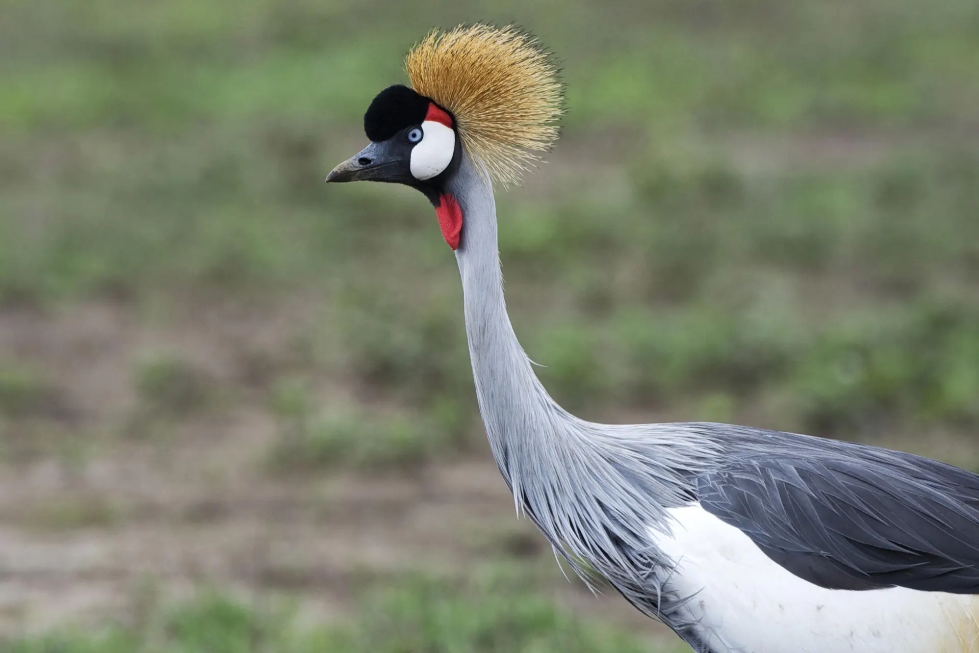 Prolific Birdlife