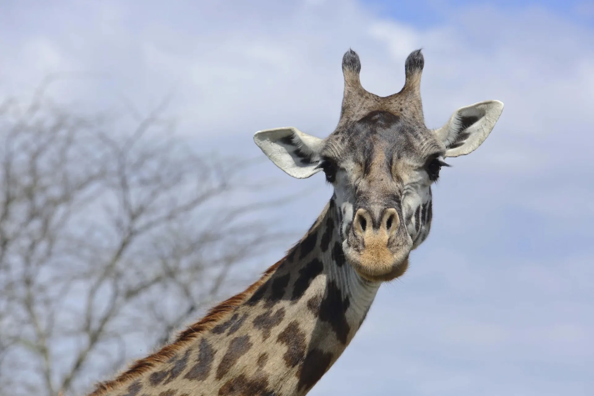 Ngorongoro Conservation Area