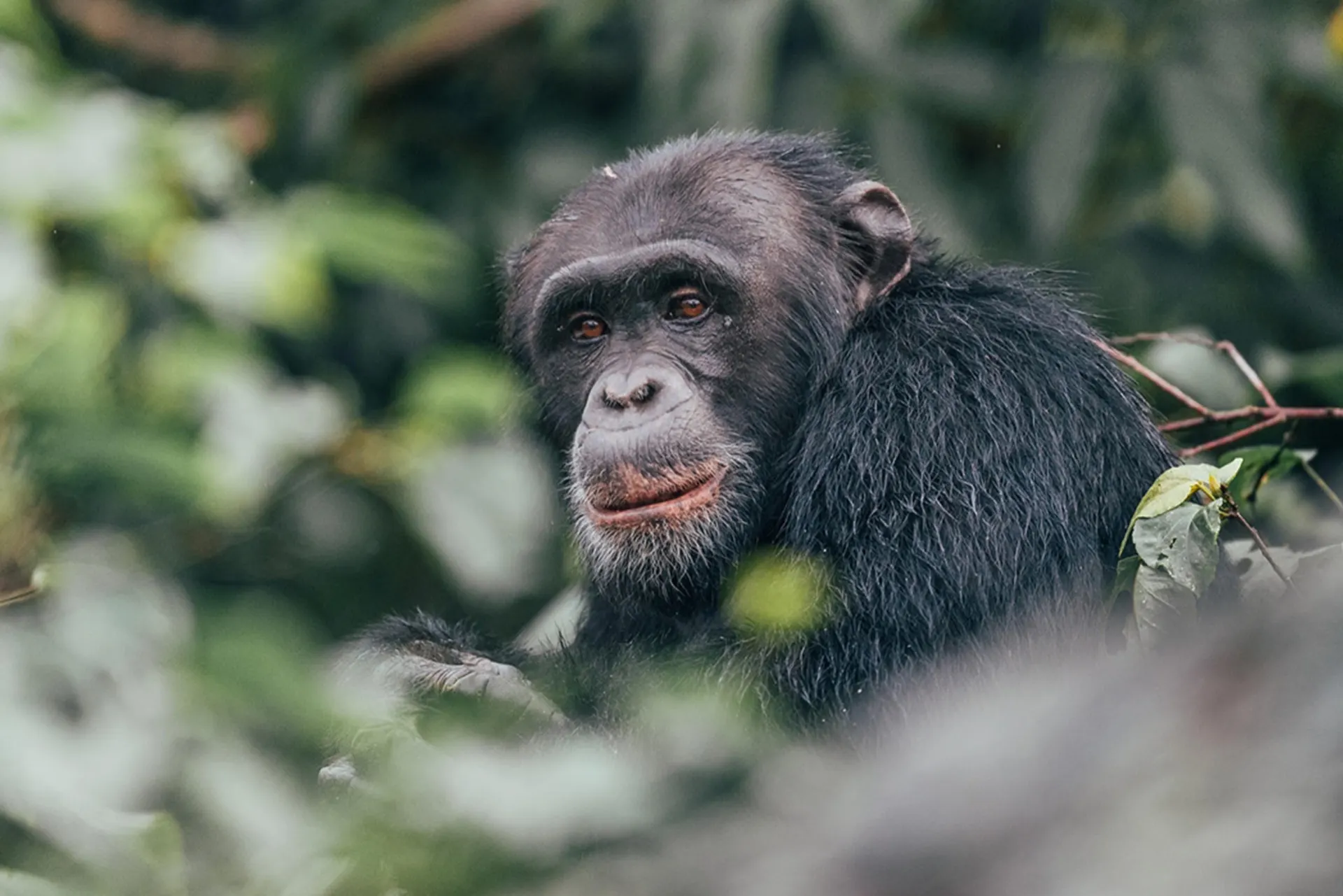 Rubondo Island Chimp Habituation Walk