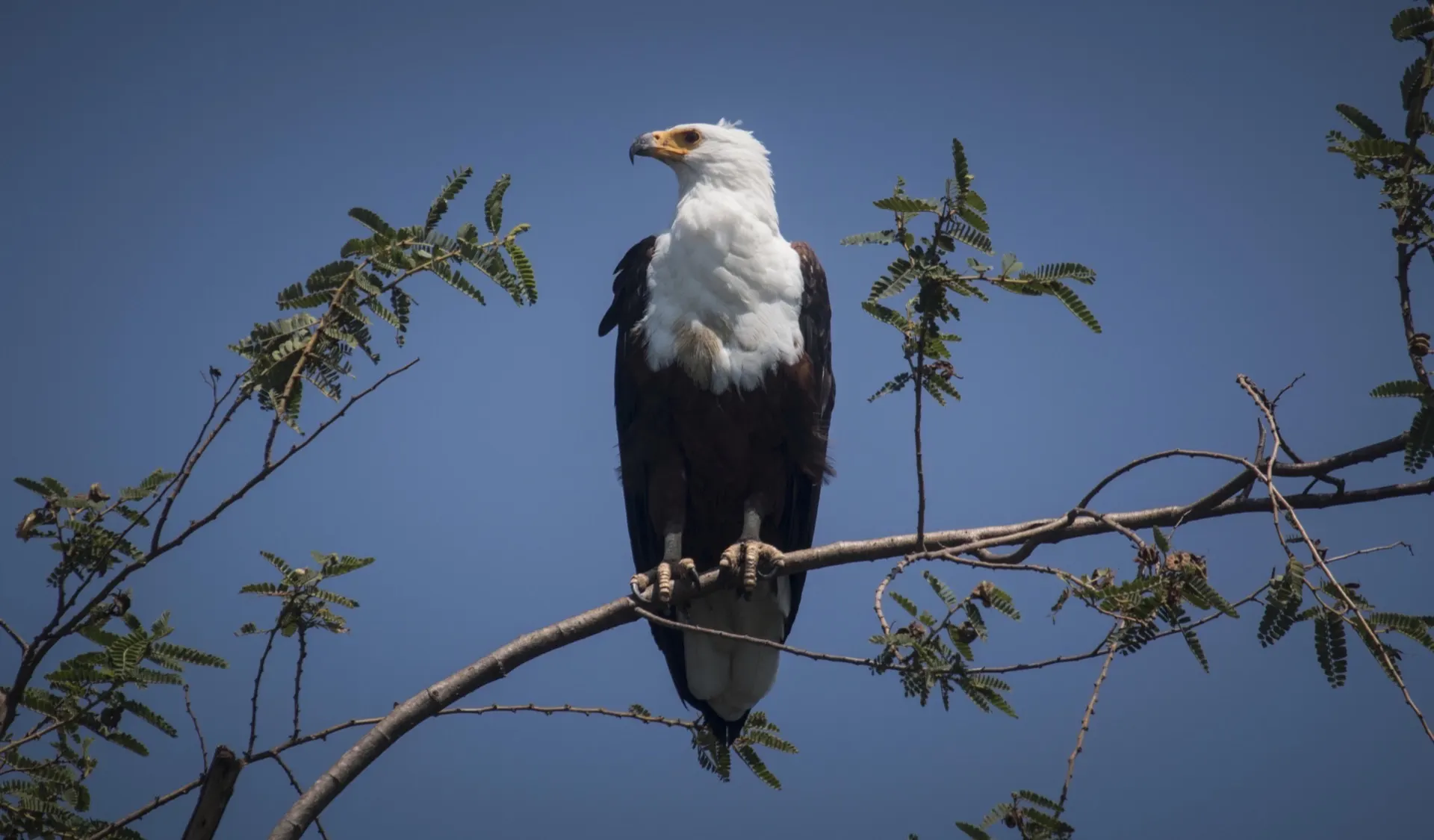 Birdlife of Lake Victoria