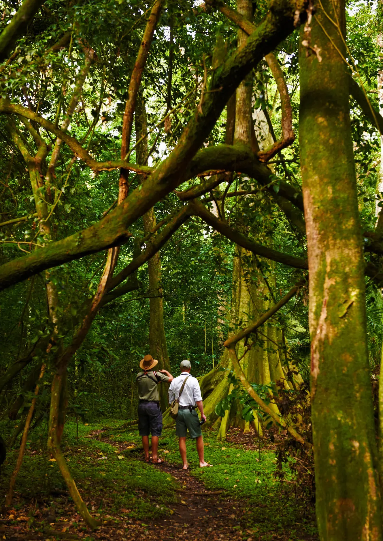 Forest Walk with Chimp Team