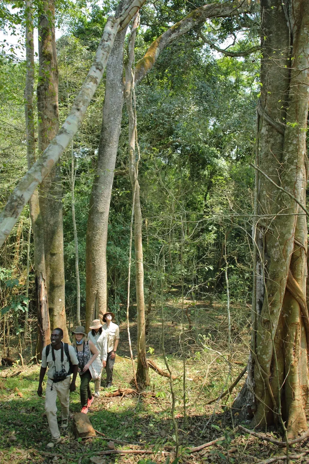 Pristine Forest Walks