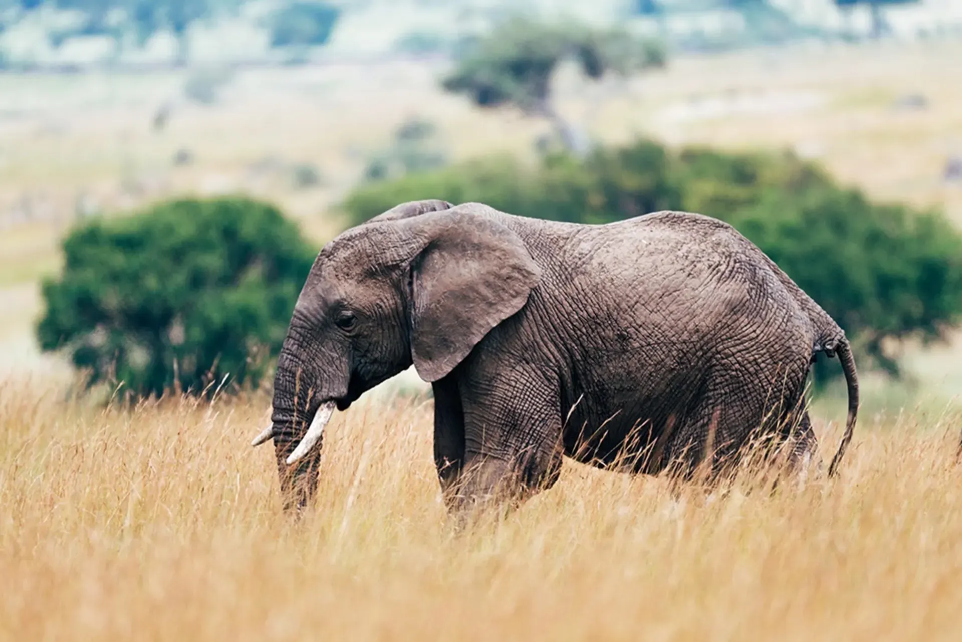 Tarangire National Park