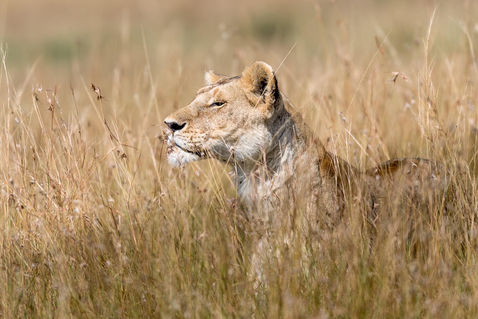 Still Wild Safaris