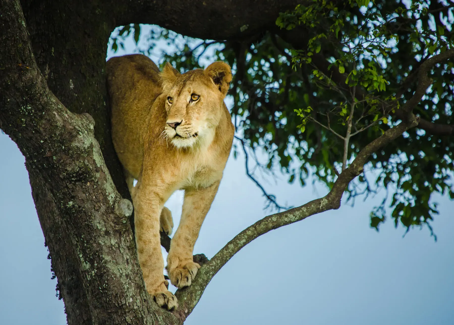 Private Conservancy Game Drives