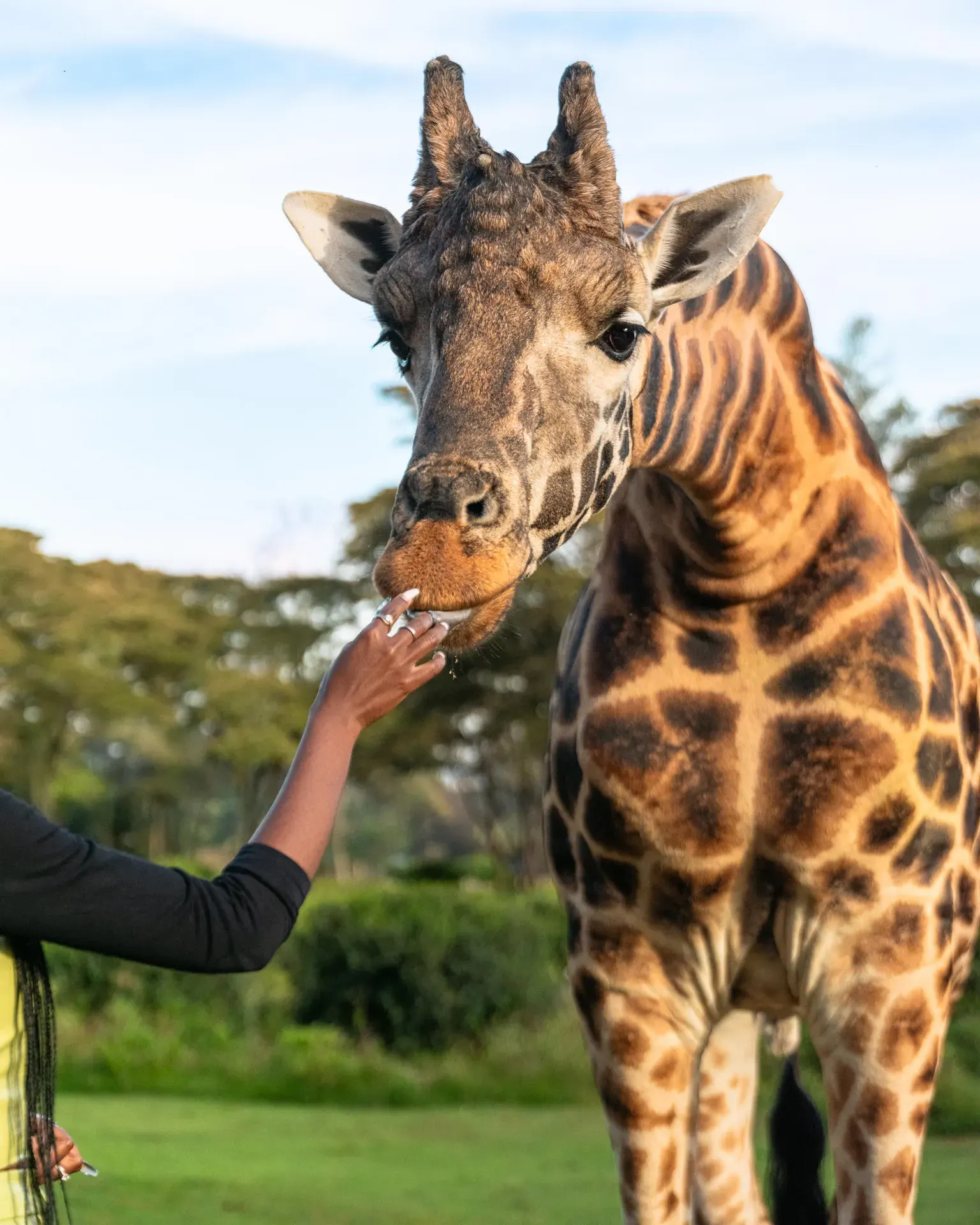 Giraffe Manor
