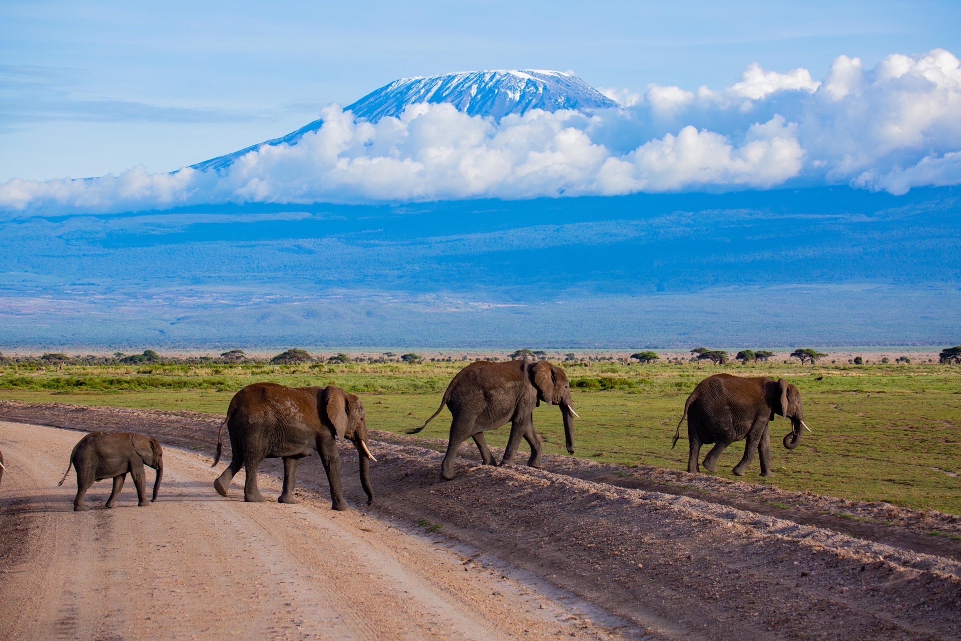 Elephants crossing the Amboseli wetlands